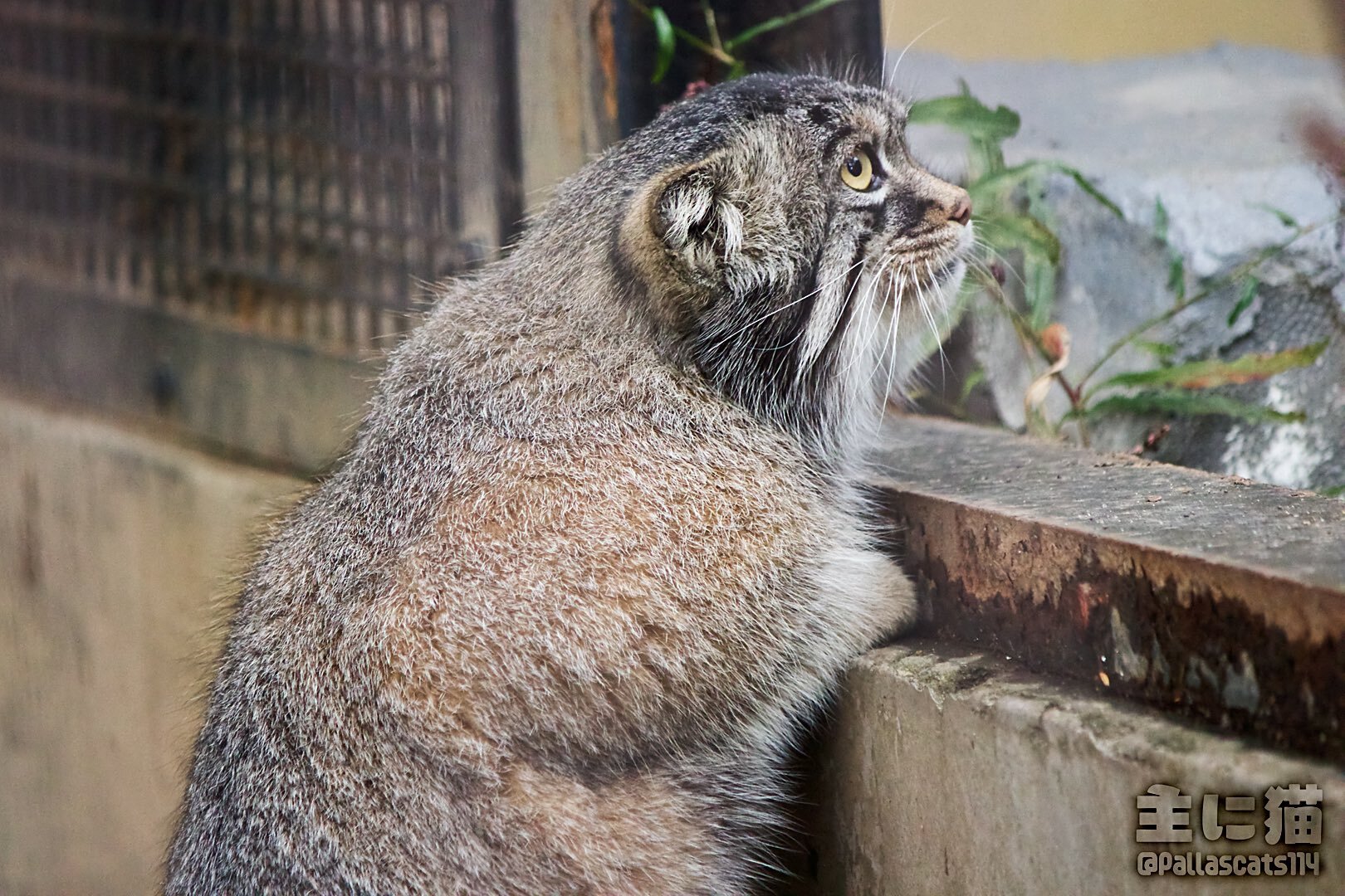 Bartender, a pint of milk please :3 - Small cats, Cat family, Pet the cat, Pallas' cat