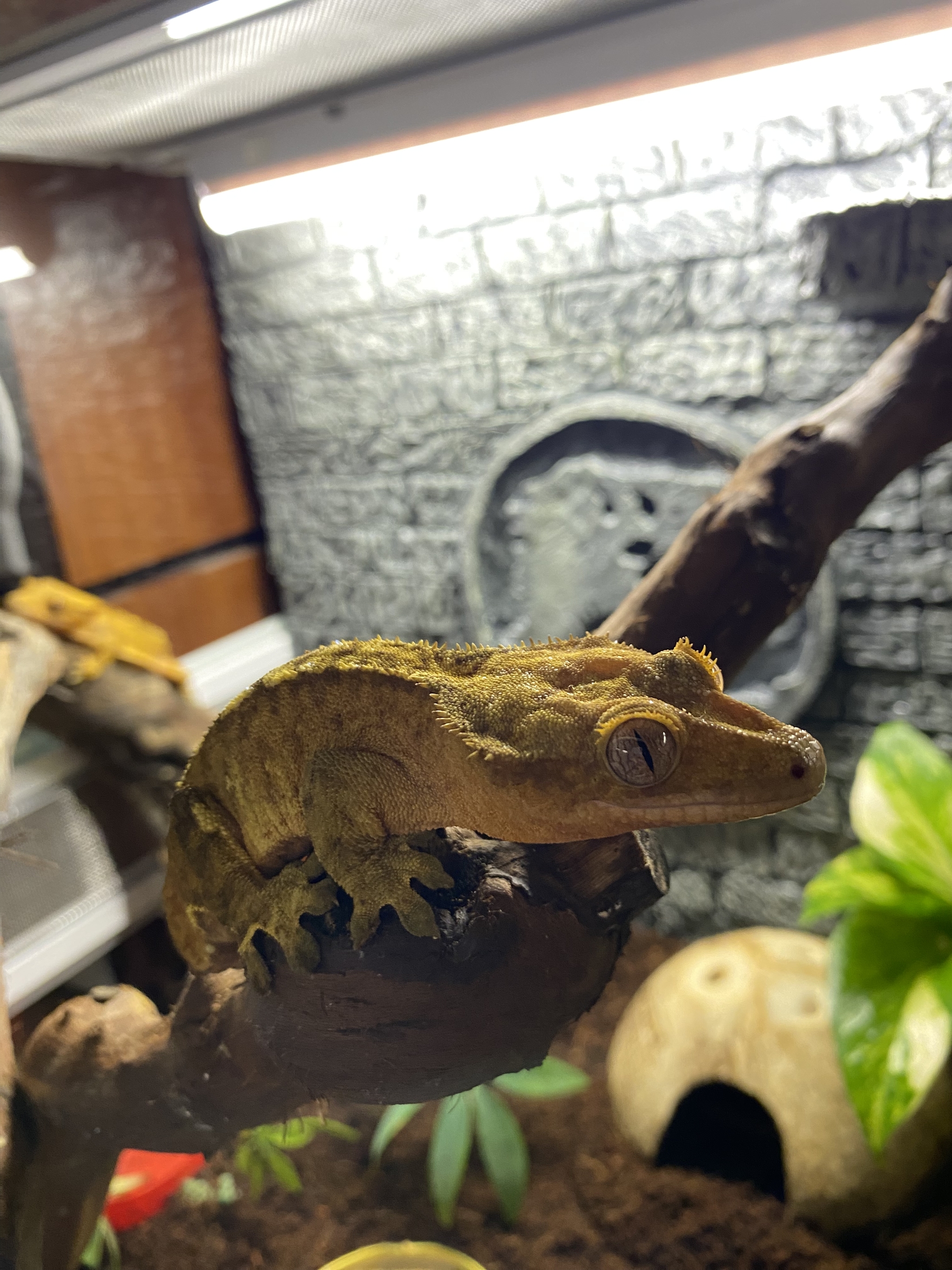 Moving to the terrarium - Ciliated banana-eater, Terrariumistics, Gecko, Terrarium, Longpost