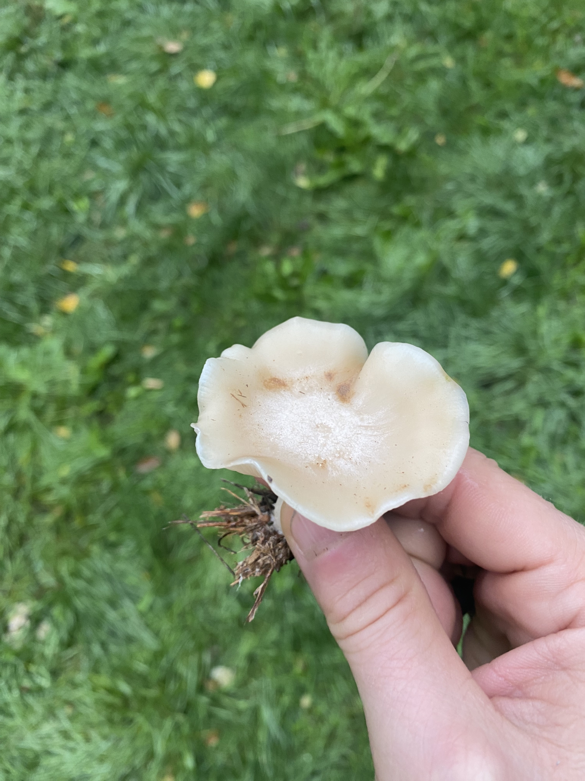 Are there mushroom pickers? - My, Mushrooms, Question, Longpost