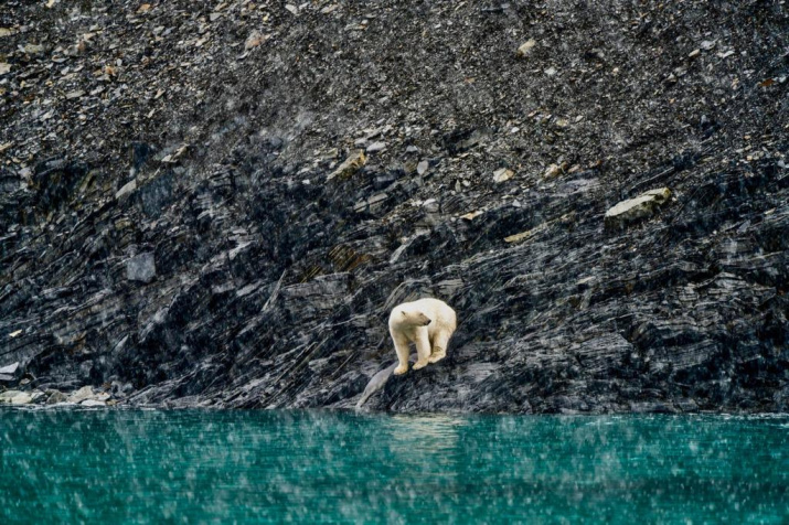 Polar bears counted on Wrangel Island - Polar bear, Wrangel Island, Monitoring, The Bears, Wild animals, Russian Geographical Society, wildlife, Predatory animals, Red Book, Longpost