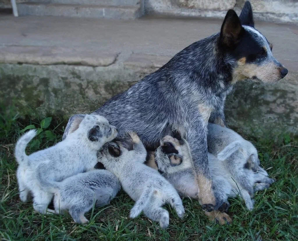 Australian Heeler: Dingo-sheepdog mix becomes one of the best shepherds among dogs - Australian Heeler, Dog, Animal book, Yandex Zen