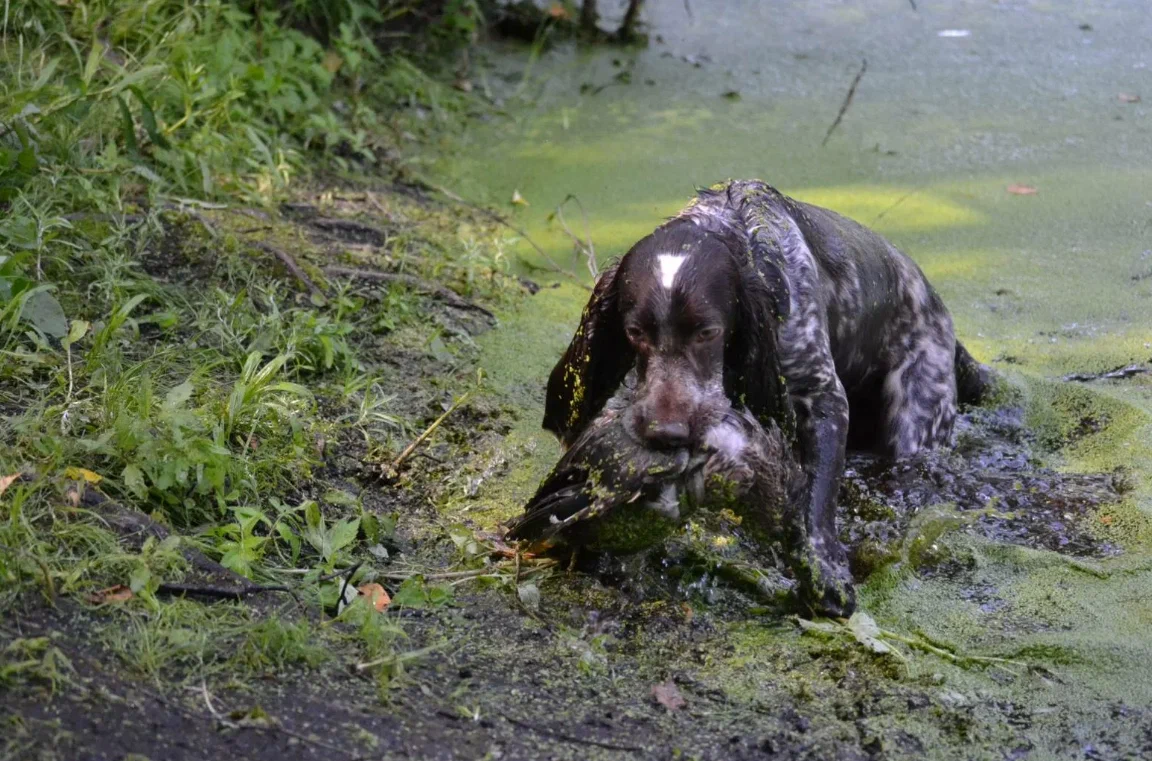 Russian hunting spaniel: It will jump into a snowdrift and dive into a swamp. A dog perfectly adapted to the heavy Russian landscape - Russian spaniel, Dog, Animal book, Yandex Zen