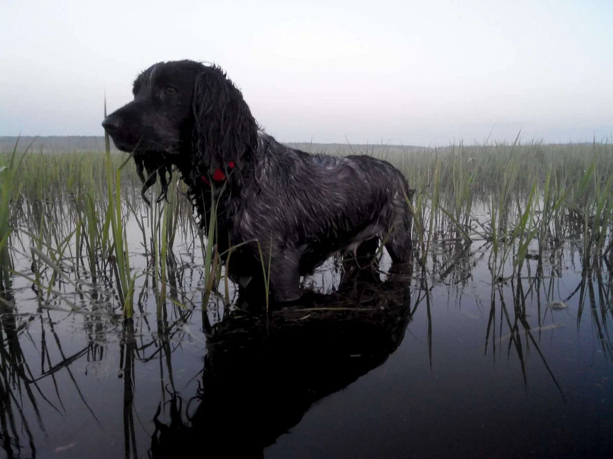 Russian hunting spaniel: It will jump into a snowdrift and dive into a swamp. A dog perfectly adapted to the heavy Russian landscape - Russian spaniel, Dog, Animal book, Yandex Zen