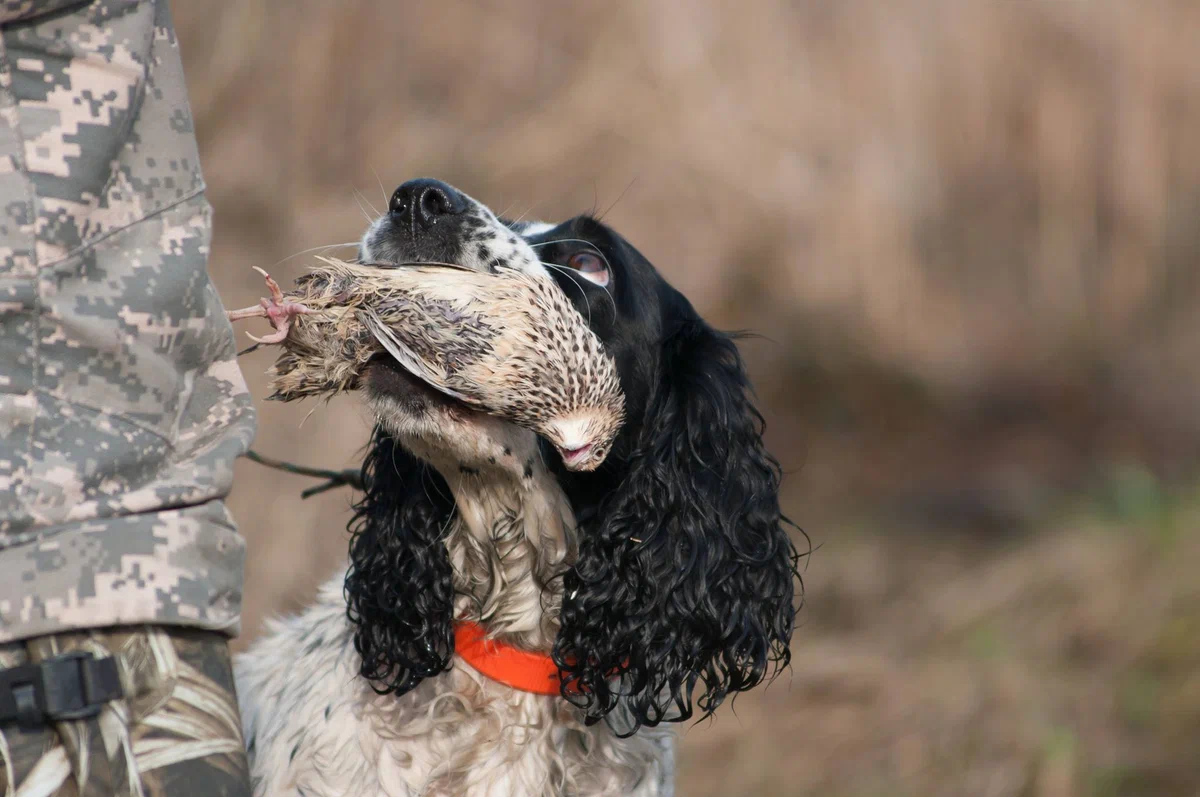 Russian hunting spaniel: It will jump into a snowdrift and dive into a swamp. A dog perfectly adapted to the heavy Russian landscape - Russian spaniel, Dog, Animal book, Yandex Zen