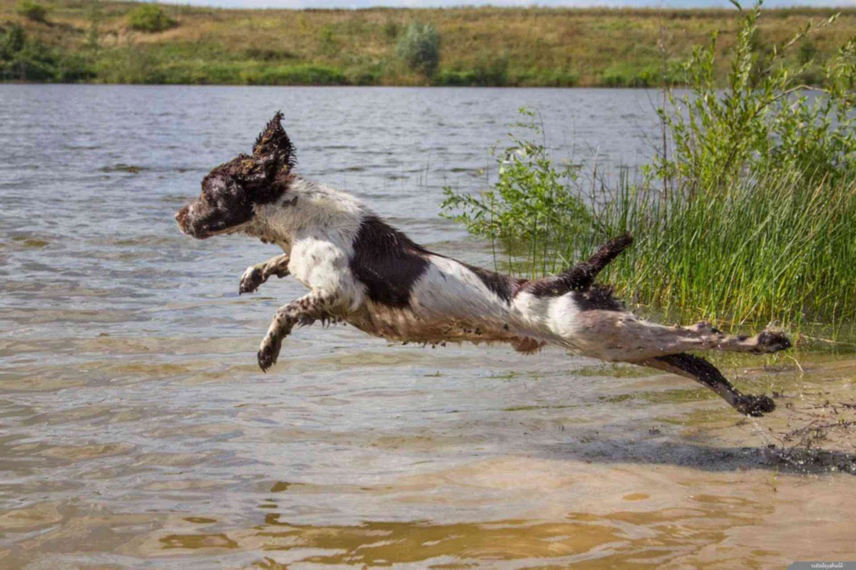 Russian hunting spaniel: It will jump into a snowdrift and dive into a swamp. A dog perfectly adapted to the heavy Russian landscape - Russian spaniel, Dog, Animal book, Yandex Zen