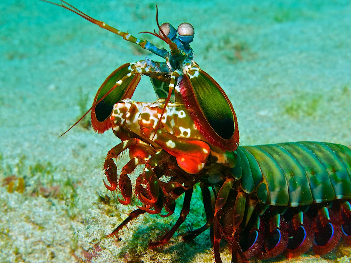 Peacock Mantis Shrimp: It hits its prey with such force that the water boils! The most powerful blow in the animal kingdom - mantis shrimp, Animal book, Yandex Zen, GIF, Cancer praying mantis