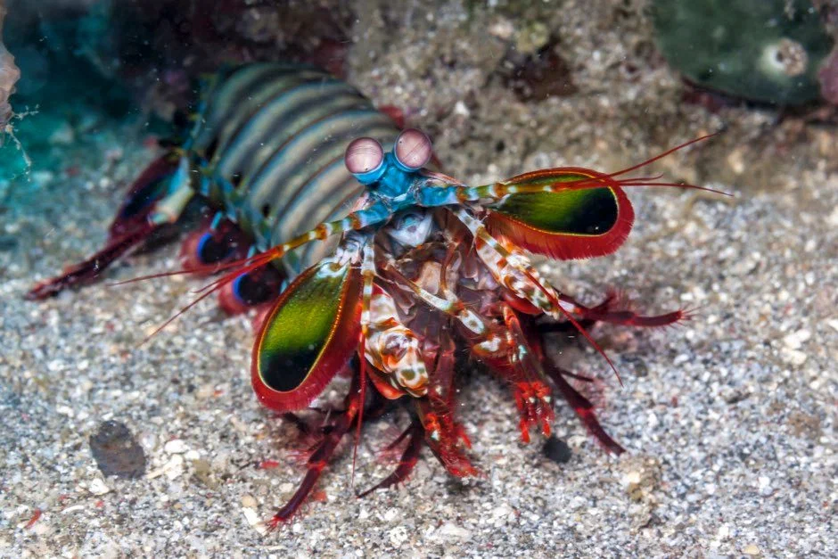 Peacock Mantis Shrimp: It hits its prey with such force that the water boils! The most powerful blow in the animal kingdom - mantis shrimp, Animal book, Yandex Zen, GIF, Cancer praying mantis