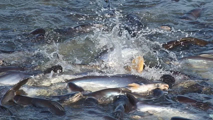 Mekong giant catfish: One of the largest freshwater fish in the world weighing under 300 kilos! But she has no teeth. And mustache too - Catfish, A fish, Animal book, Yandex Zen, Longpost