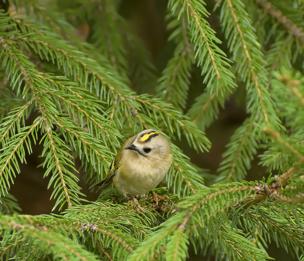 Green color - My, Nature, Photo hunting, The nature of Russia, Birds, Moscow region, Autumn, Hobby, Goldcrest, Longpost
