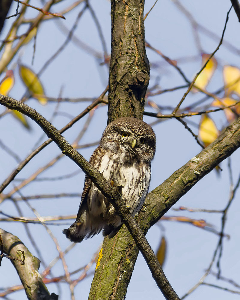 I'm sitting on the edge, on the edge - My, Nature, Photo hunting, The nature of Russia, Birds, Predator birds, Owl, Owl, Autumn, Hobby, Forest, Sparrow owl