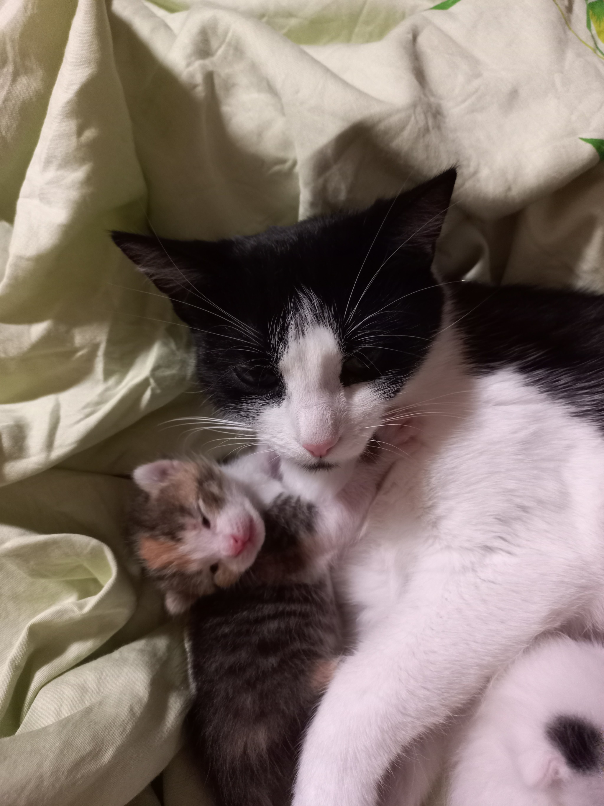 Kittens 11 days old - My, cat, Kittens, Pink, Fluffy, Pets, Paws, Cat family, Cat pads, Tricolor cat, Longpost