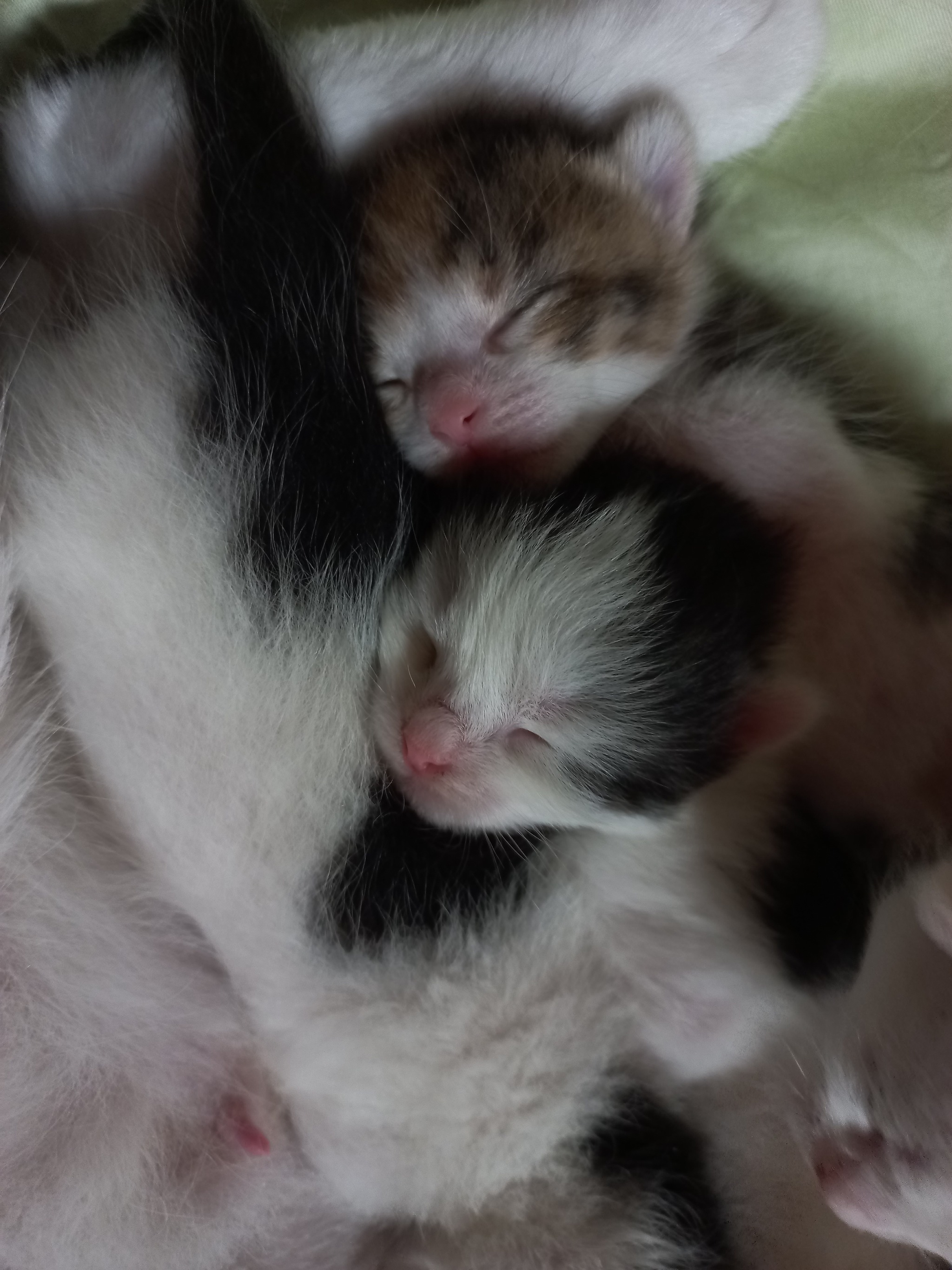 Kittens 11 days old - My, cat, Kittens, Pink, Fluffy, Pets, Paws, Cat family, Cat pads, Tricolor cat, Longpost