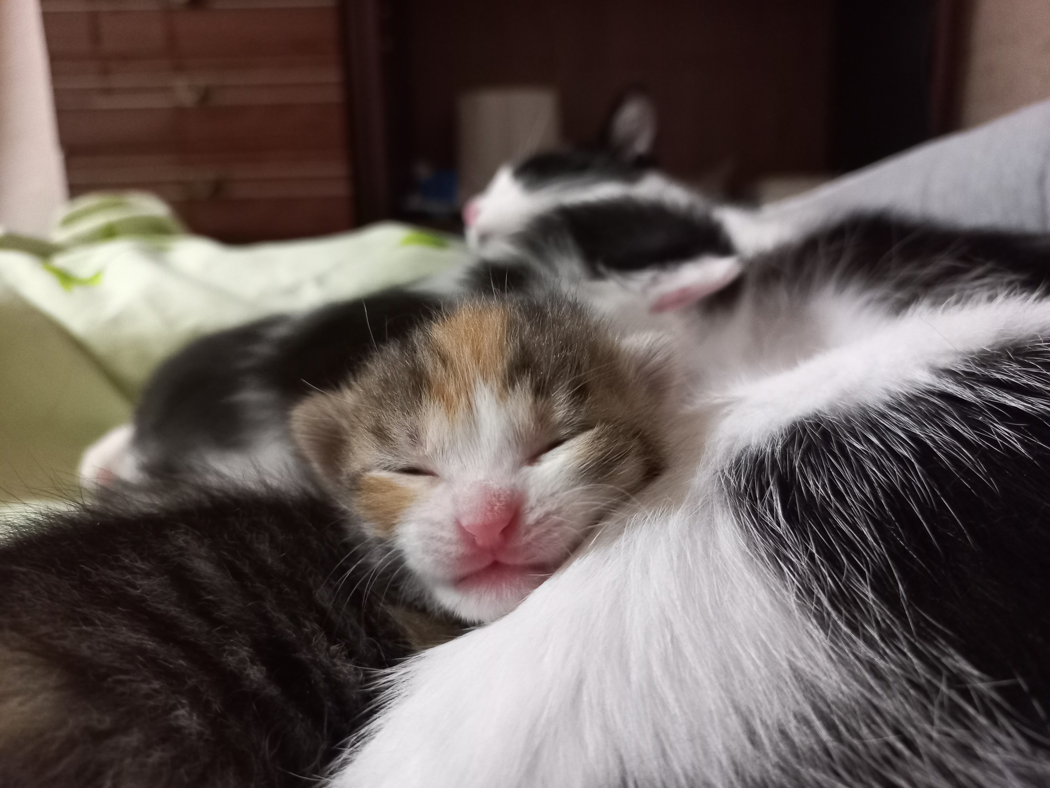 Kittens 11 days old - My, cat, Kittens, Pink, Fluffy, Pets, Paws, Cat family, Cat pads, Tricolor cat, Longpost