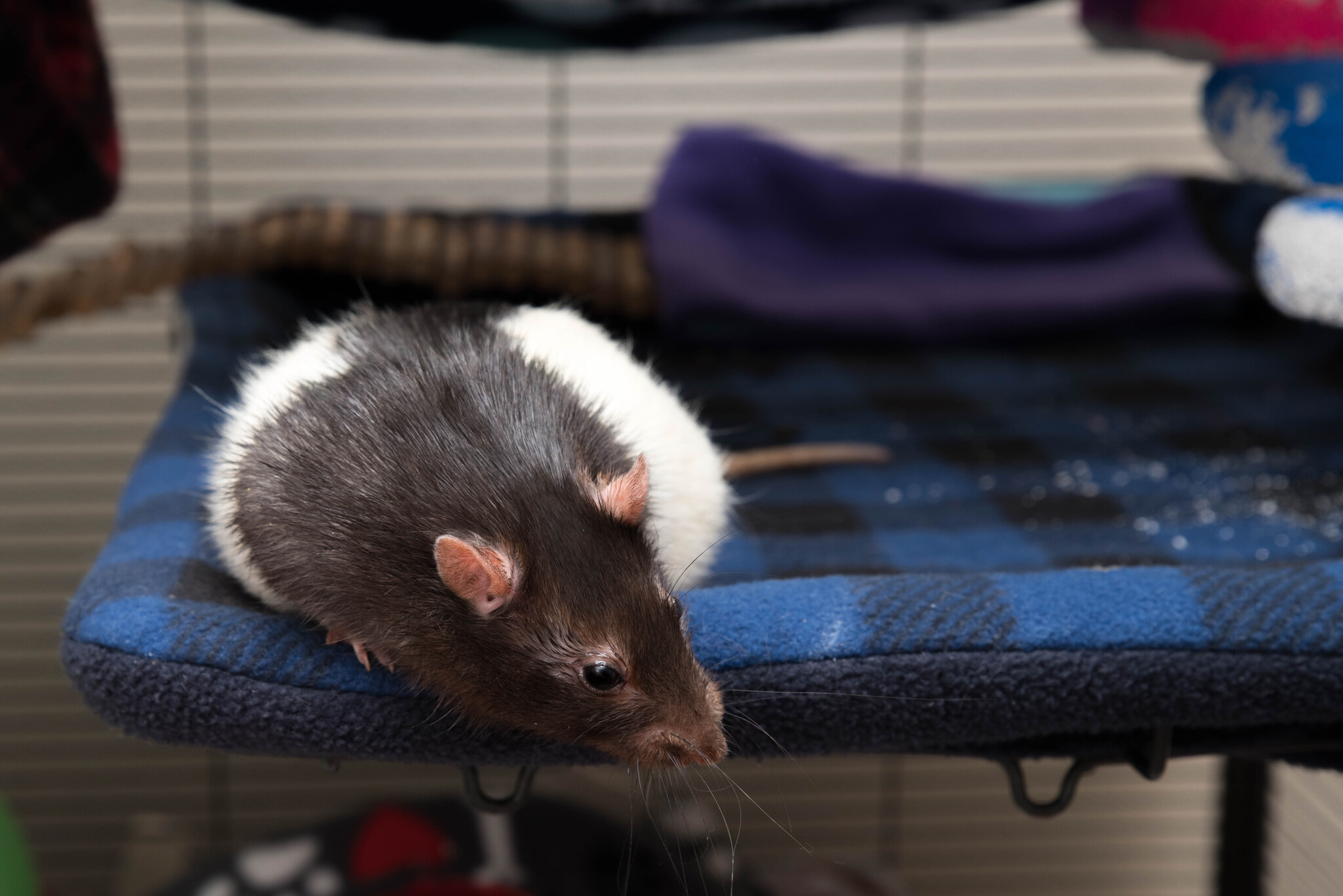 Romkin everyday life - My, Decorative rats, Pets, Rat