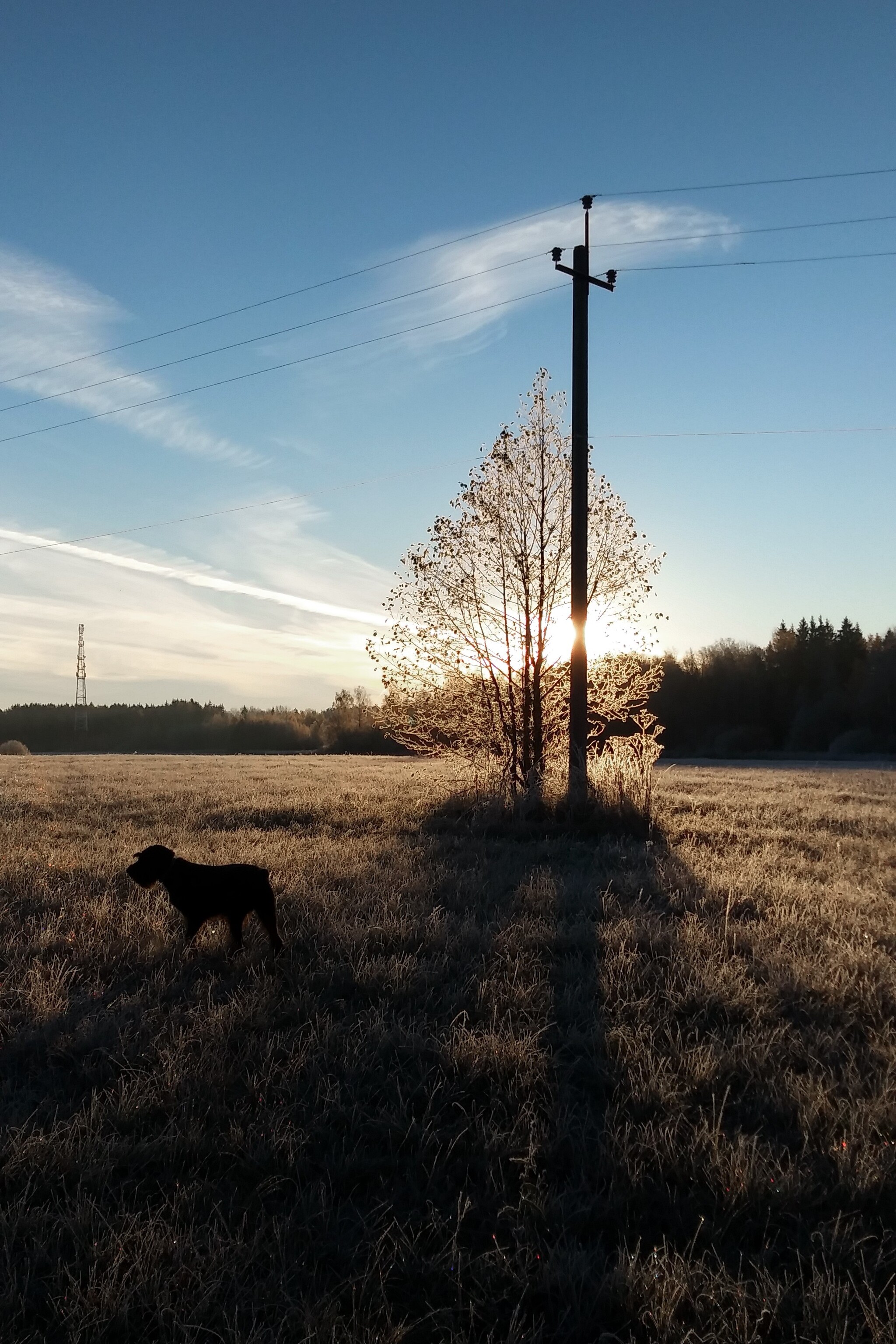 Freezing black nose... - My, Mobile photography, Dog, Giant schnauzer, Overexposure, Walk, Moscow region, Cuban, Autumn, freezing, Frost, Longpost