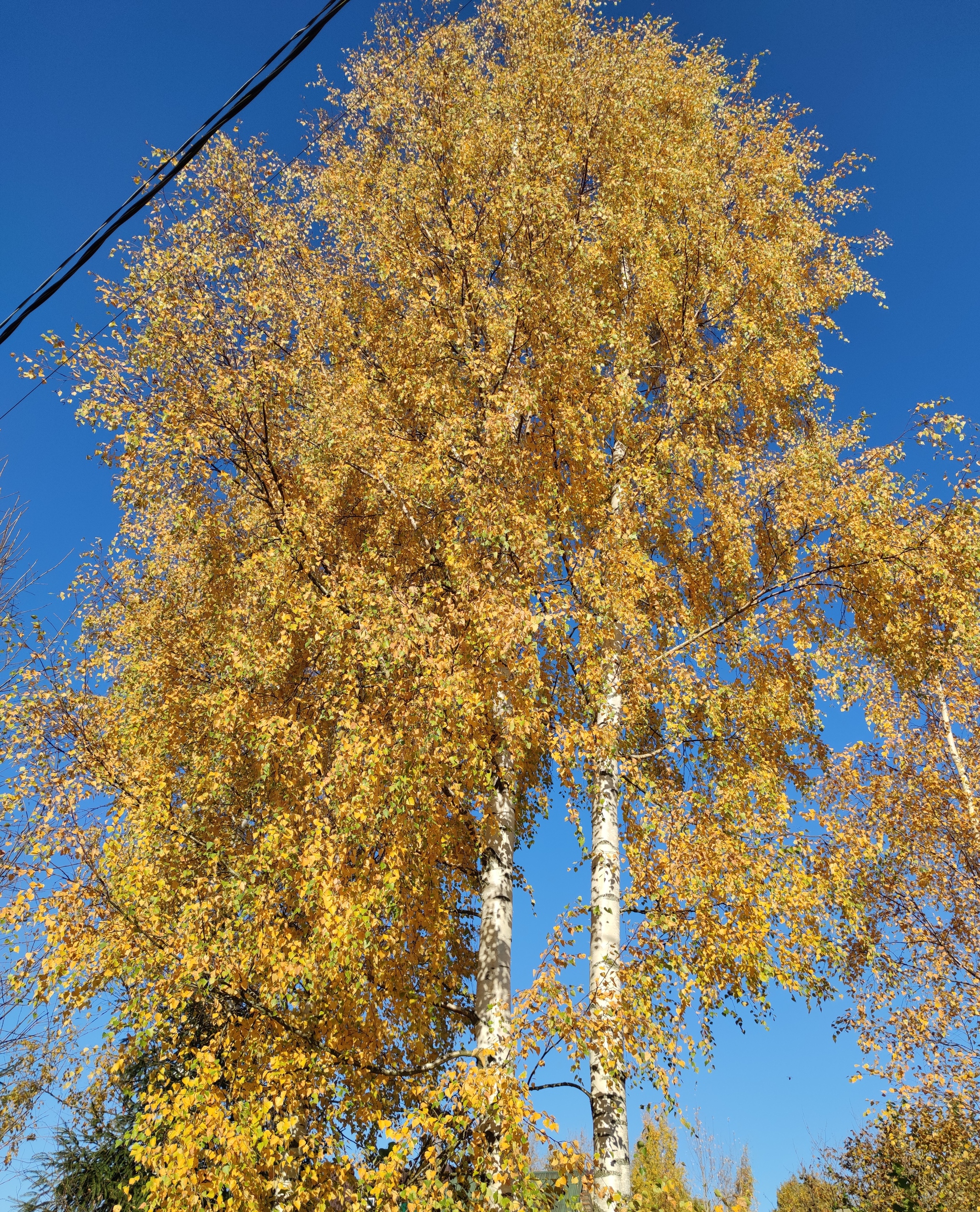 autumn photos - The photo, Autumn, Leningrad region, Longpost