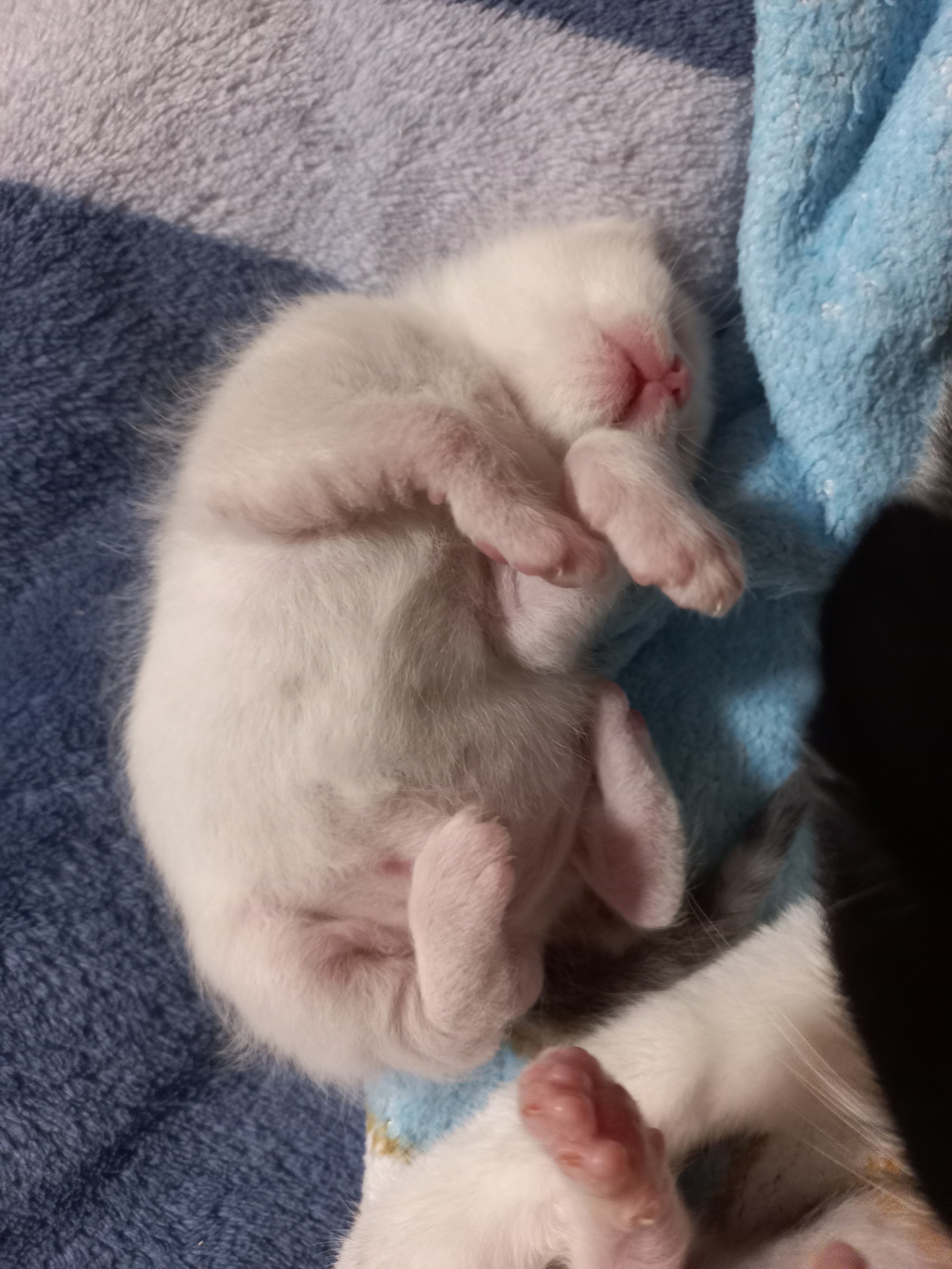 Kittens 12 days old - My, cat, Kittens, Cat family, Tricolor cat, Animals, Pink, Black and white, Paws, Cat pads, Longpost