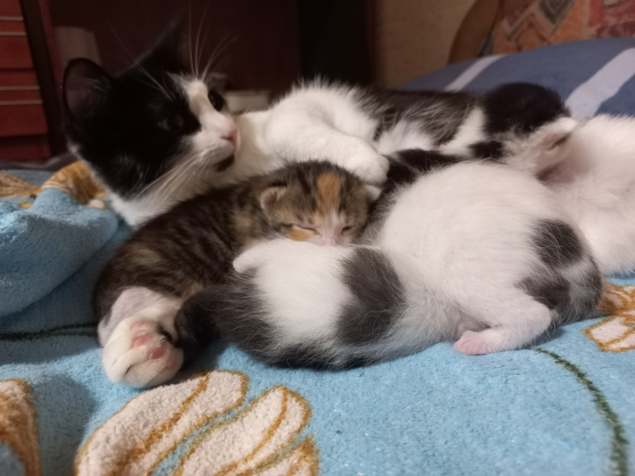 Kittens 12 days old - My, cat, Kittens, Cat family, Tricolor cat, Animals, Pink, Black and white, Paws, Cat pads, Longpost