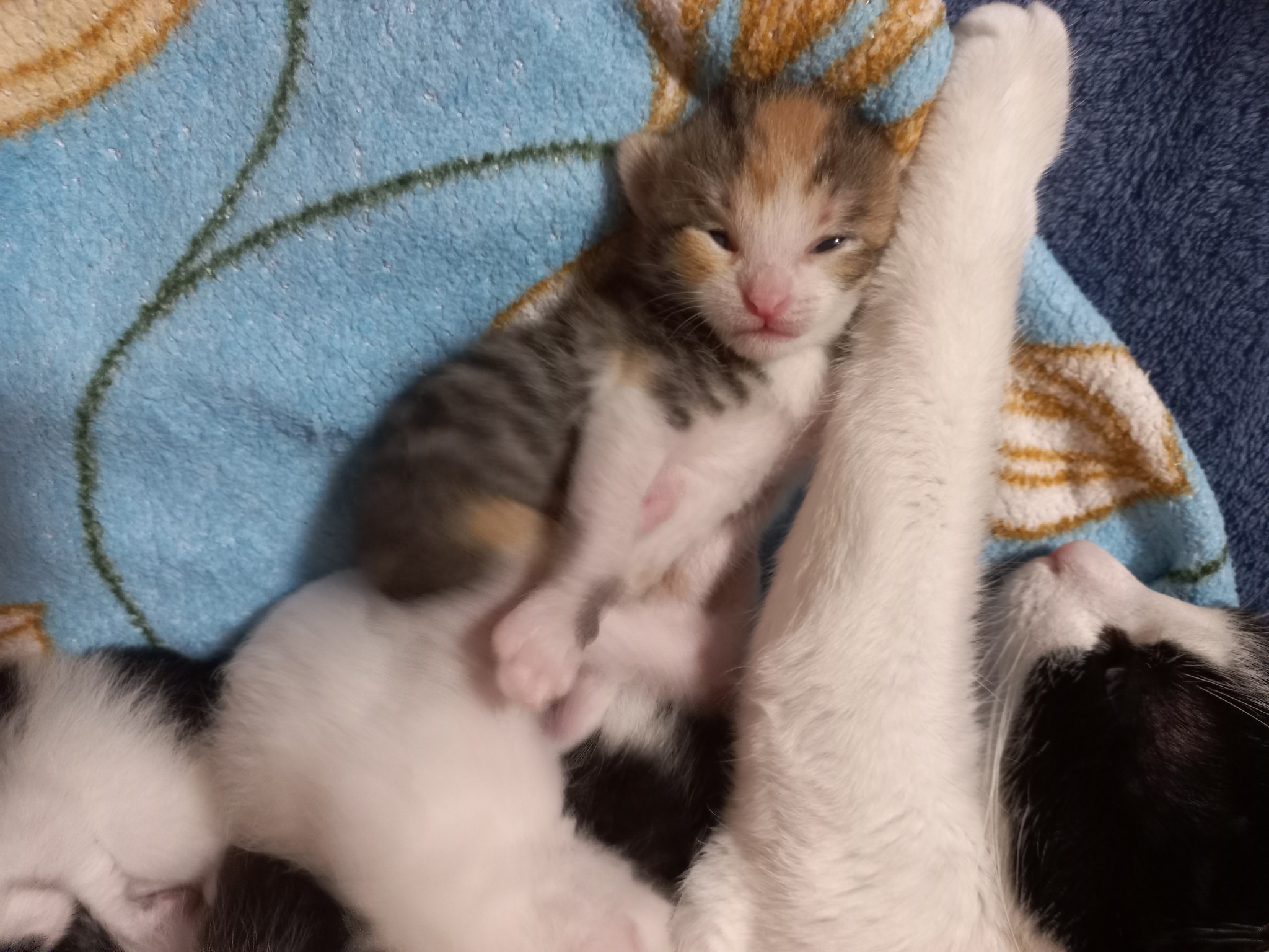 Kittens 12 days old - My, cat, Kittens, Cat family, Tricolor cat, Animals, Pink, Black and white, Paws, Cat pads, Longpost