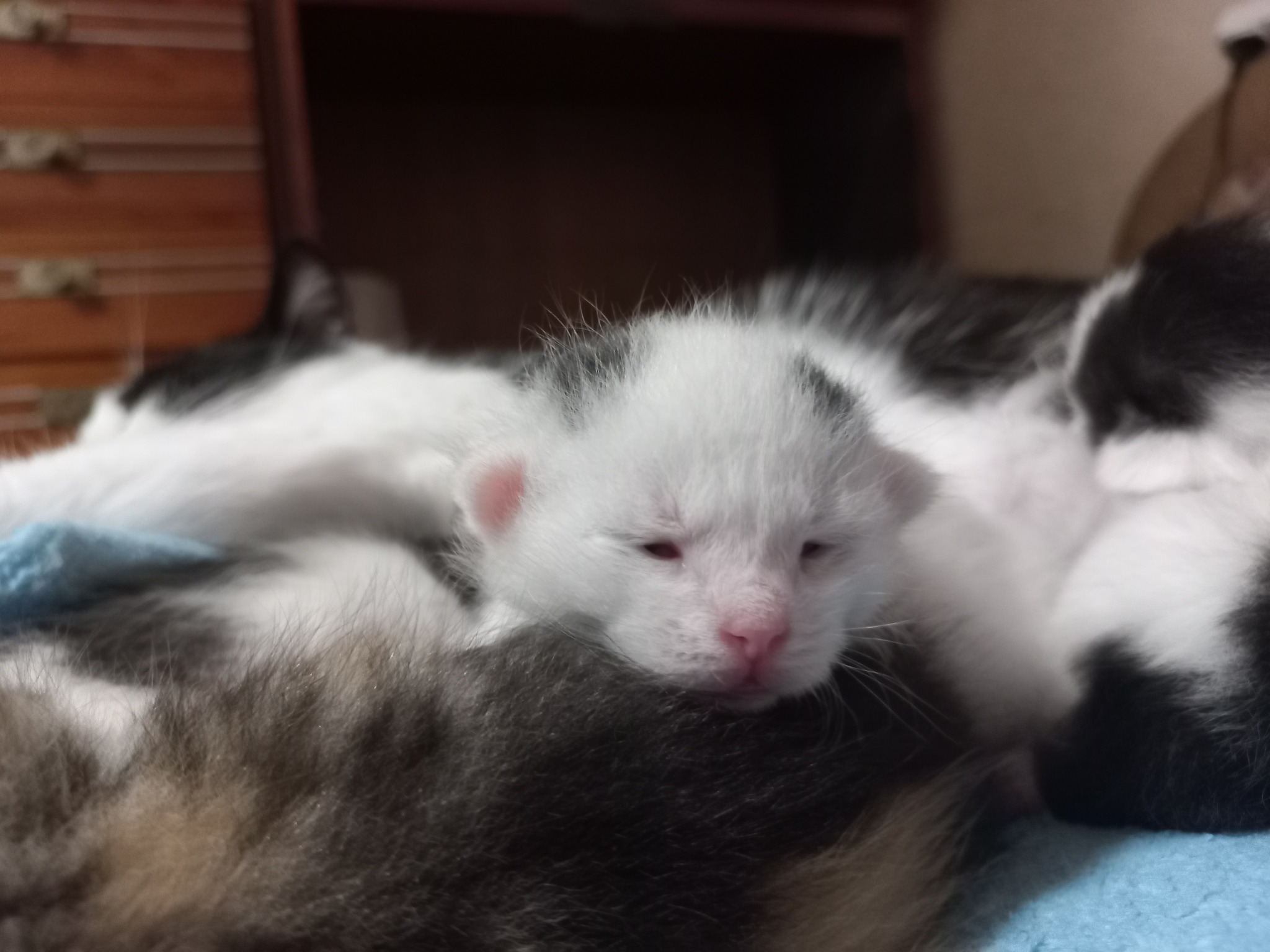 Kittens 12 days old - My, cat, Kittens, Cat family, Tricolor cat, Animals, Pink, Black and white, Paws, Cat pads, Longpost