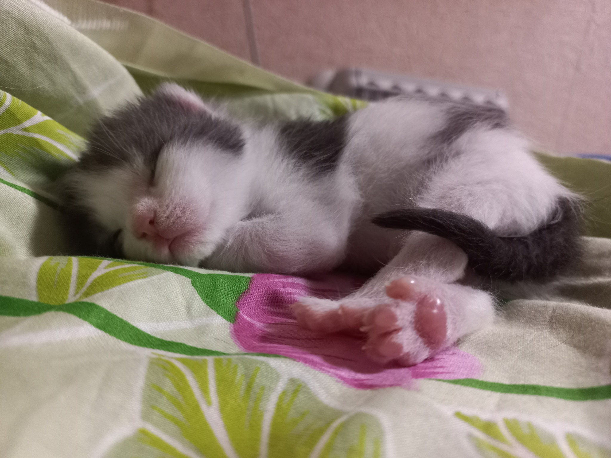 Kittens 12 days old - My, cat, Kittens, Cat family, Tricolor cat, Animals, Pink, Black and white, Paws, Cat pads, Longpost