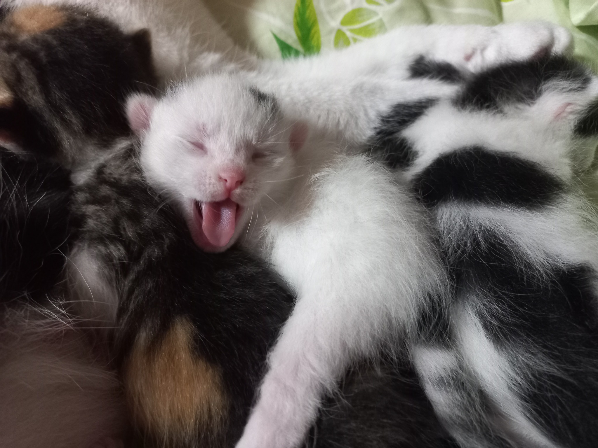 Kittens 12 days old - My, cat, Kittens, Cat family, Tricolor cat, Animals, Pink, Black and white, Paws, Cat pads, Longpost