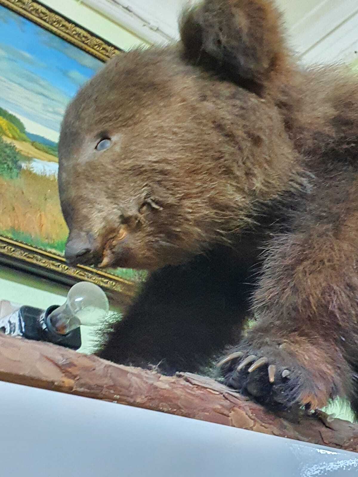 Лучший экспонат нашего краеведческого музея - Моё, Фотография, Русский медвежонок, Музей, Длиннопост