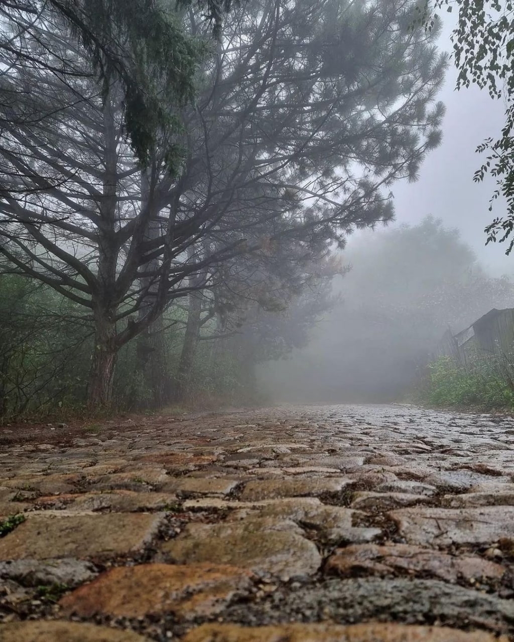 Foggy morning on Mashuk - The photo, Caucasus, Fog, Forest, Travels, Russia