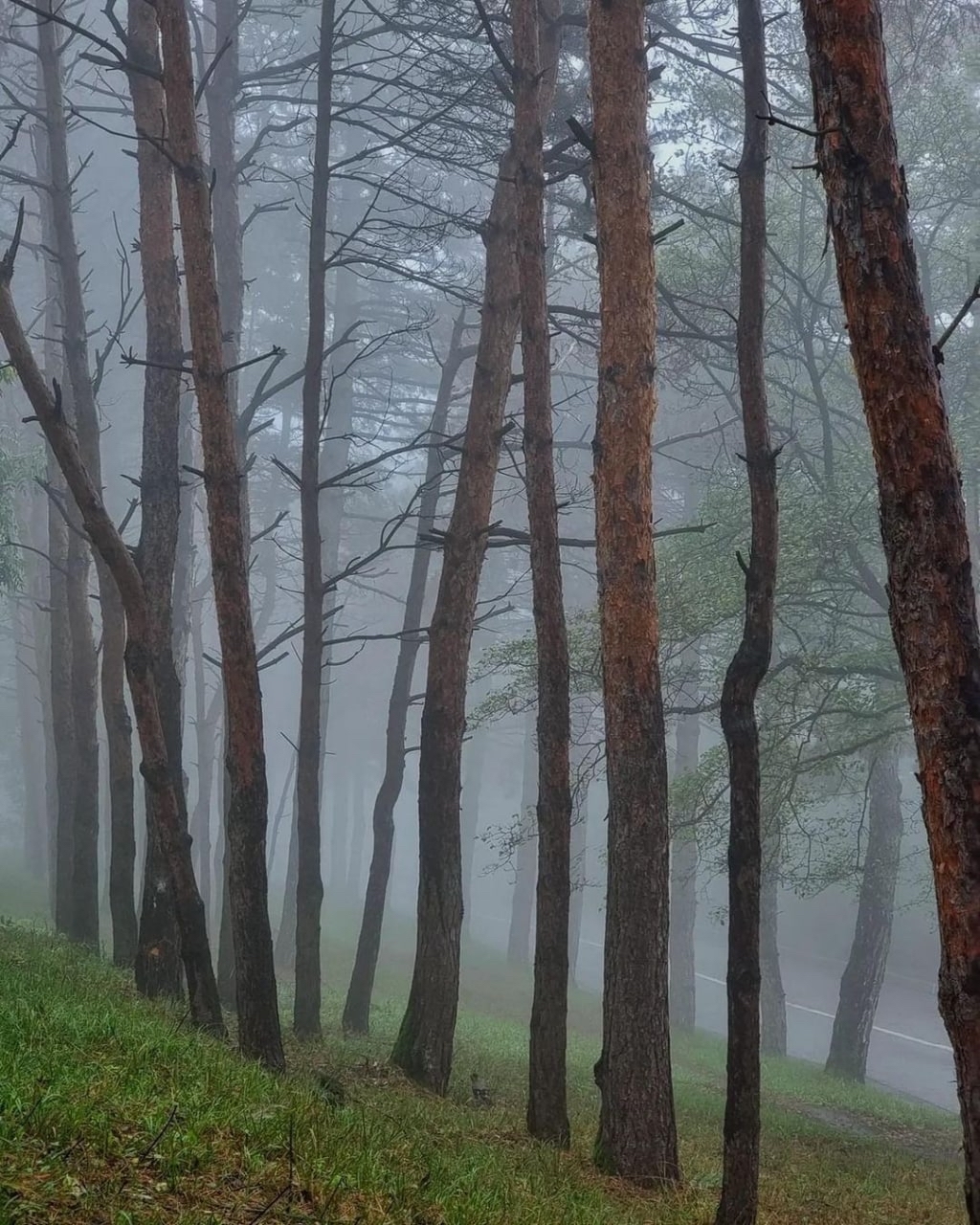 Foggy morning on Mashuk - The photo, Caucasus, Fog, Forest, Travels, Russia