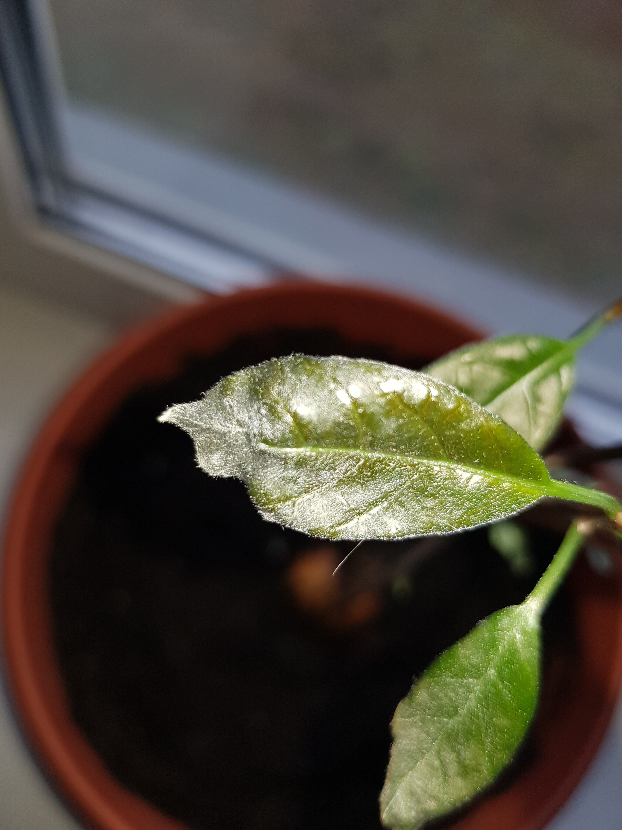 Experienced avocado growers, tell me what to do? - Avocado, Growing, Longpost, Need advice