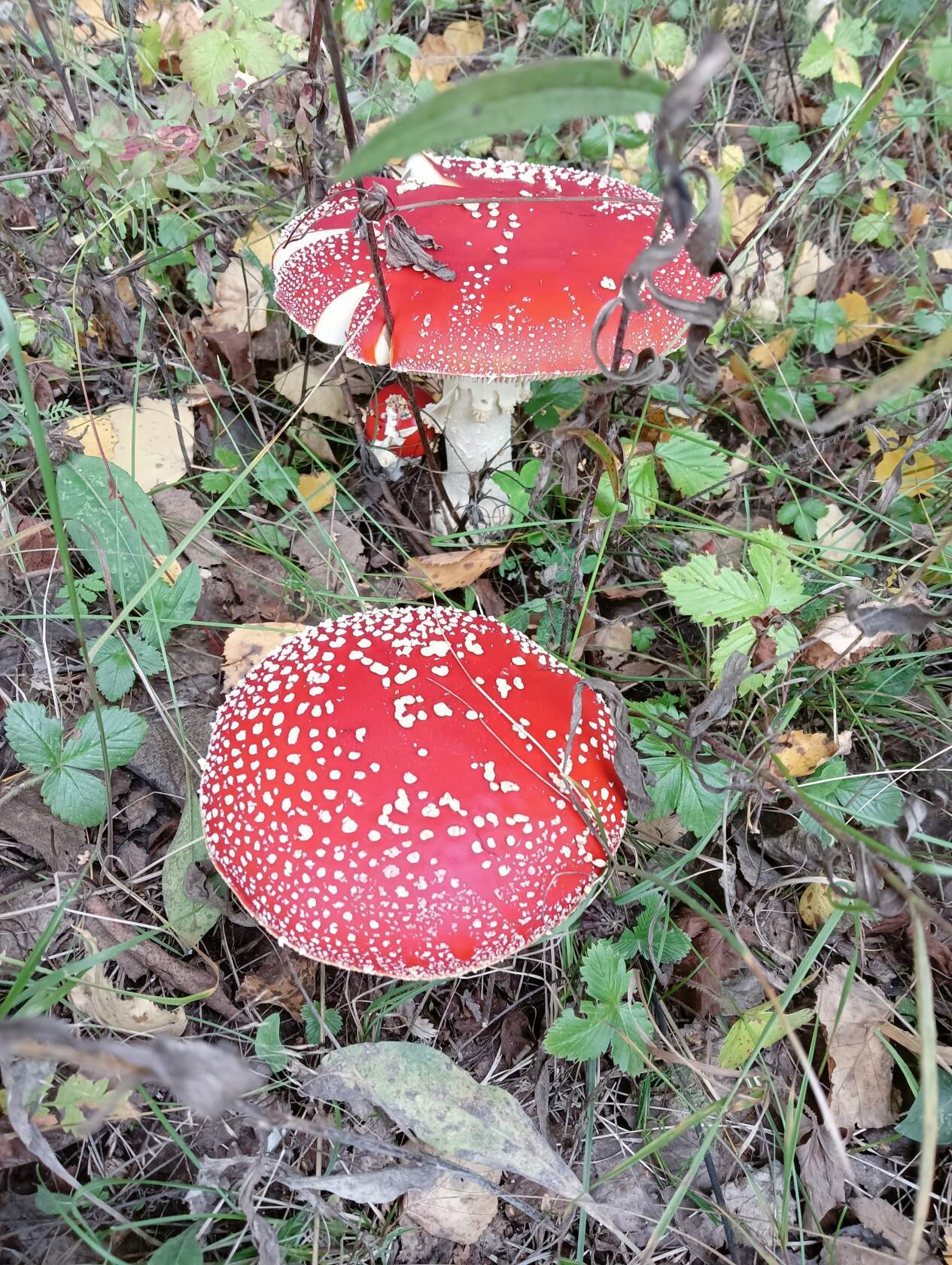 mushroom theme - My, Mushrooms, Forest, Aesthetics, Autumn, The nature of Russia, Longpost