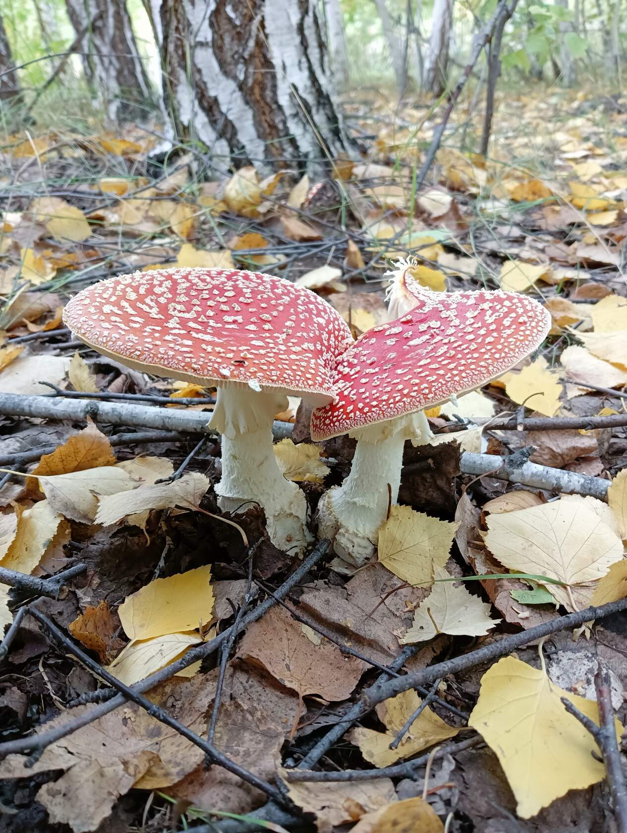 mushroom theme - My, Mushrooms, Forest, Aesthetics, Autumn, The nature of Russia, Longpost