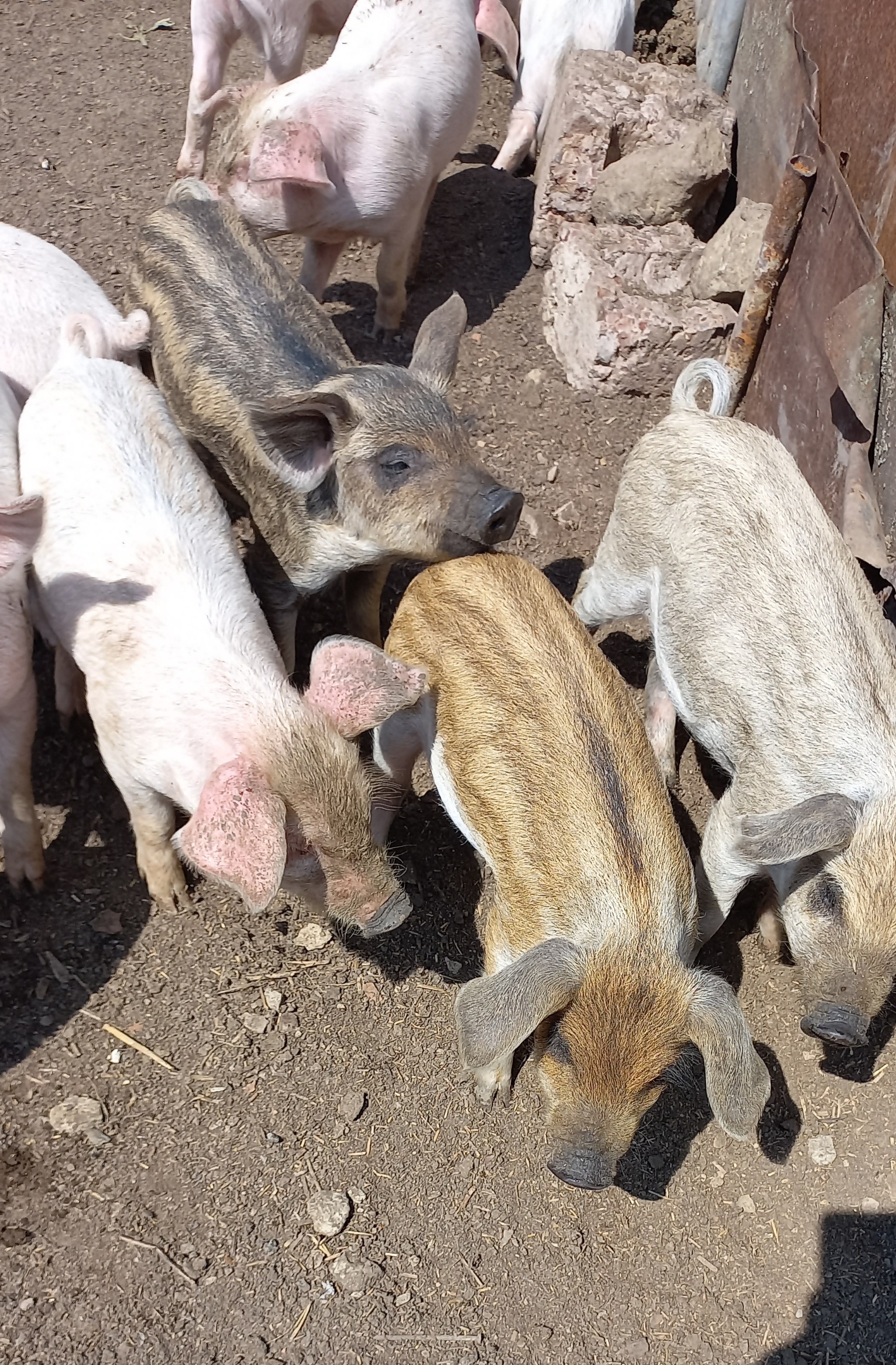 And how do you like these pets?))) - My, Pets, Piglets, Village, Milota