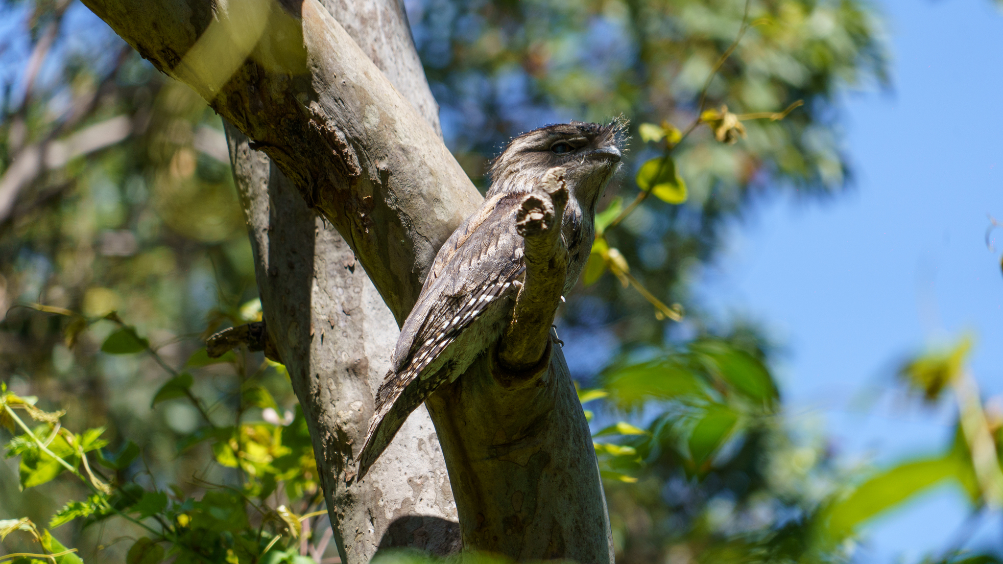 What kind of bird? - My, Australia, The photo, Birds, Longpost