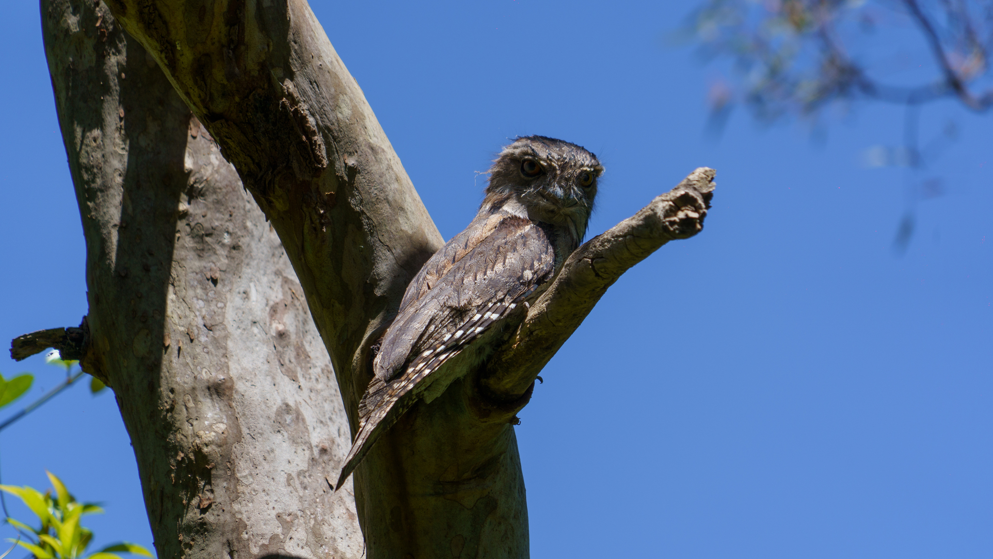 What kind of bird? - My, Australia, The photo, Birds, Longpost