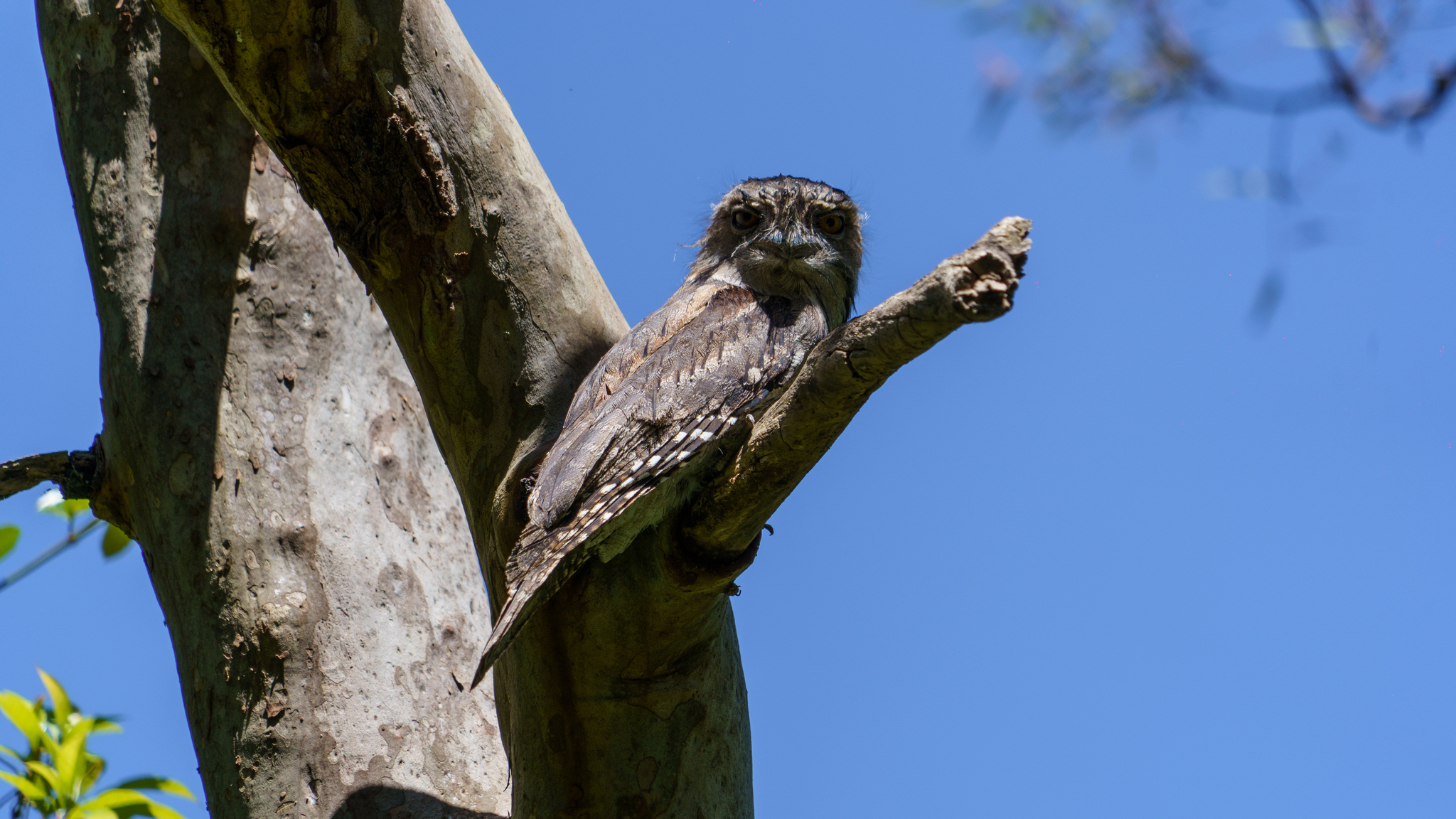 What kind of bird? - My, Australia, The photo, Birds, Longpost