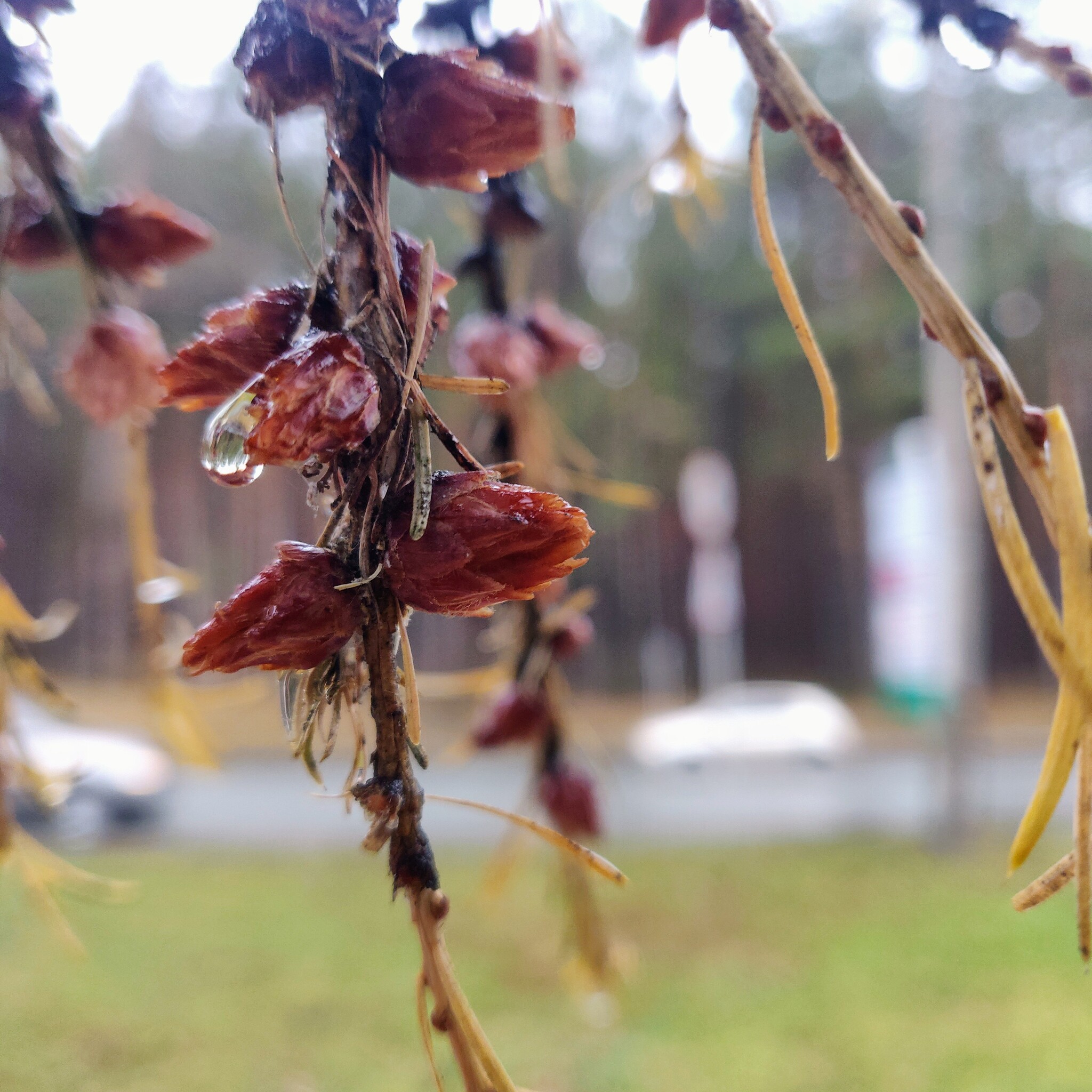October - My, Autumn, Mobile photography, Drops, Larch, Grass, Leaves, Nature, Longpost