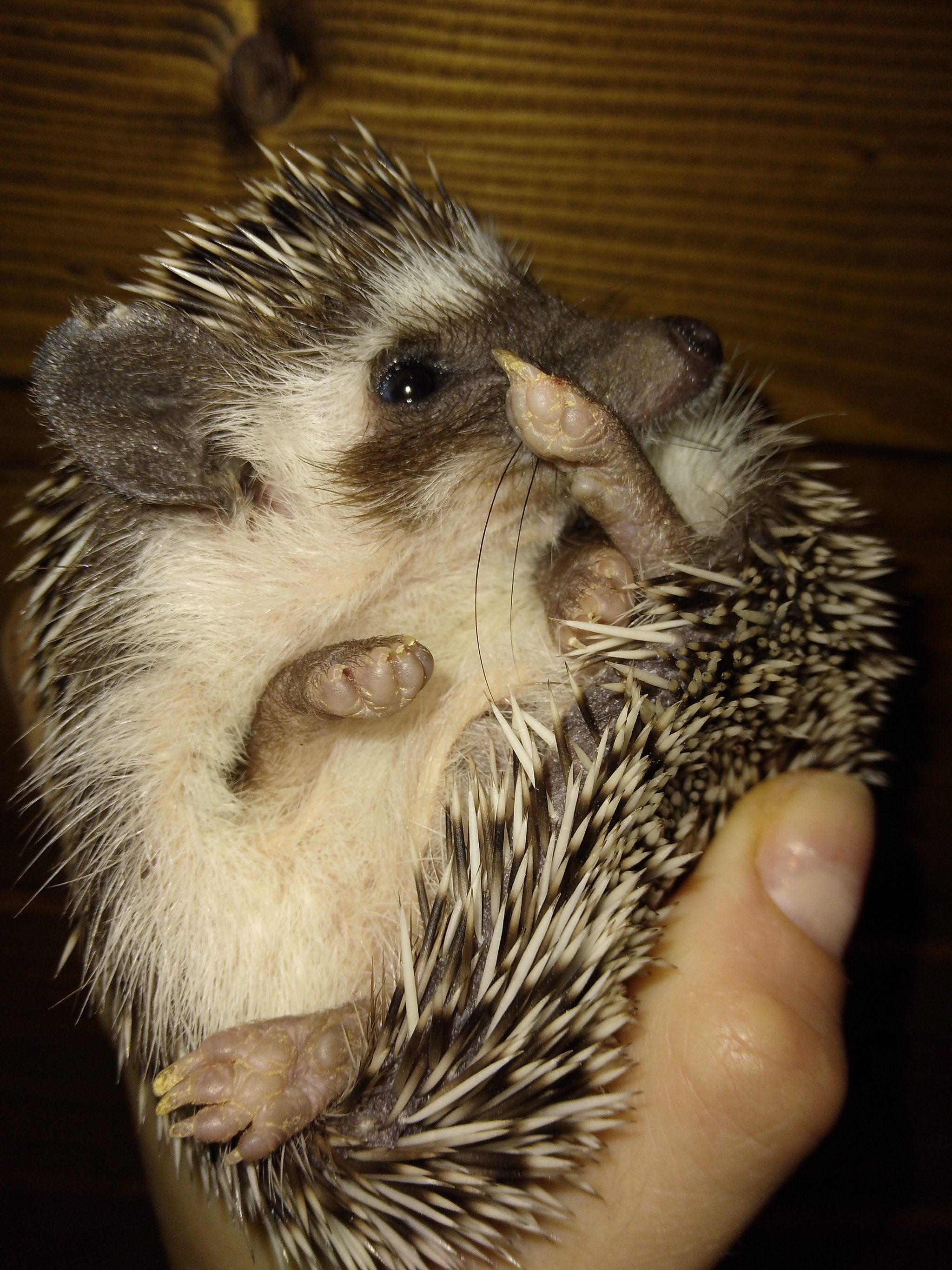 Fidget! - Hedgehog, White-bellied African hedgehog, Longpost