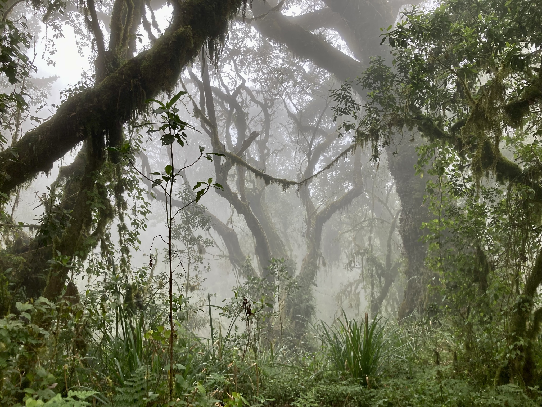 Holidays in Tanzania. Part 1 - Kilimanjaro - My, Tanzania, The mountains, Travels, Longpost