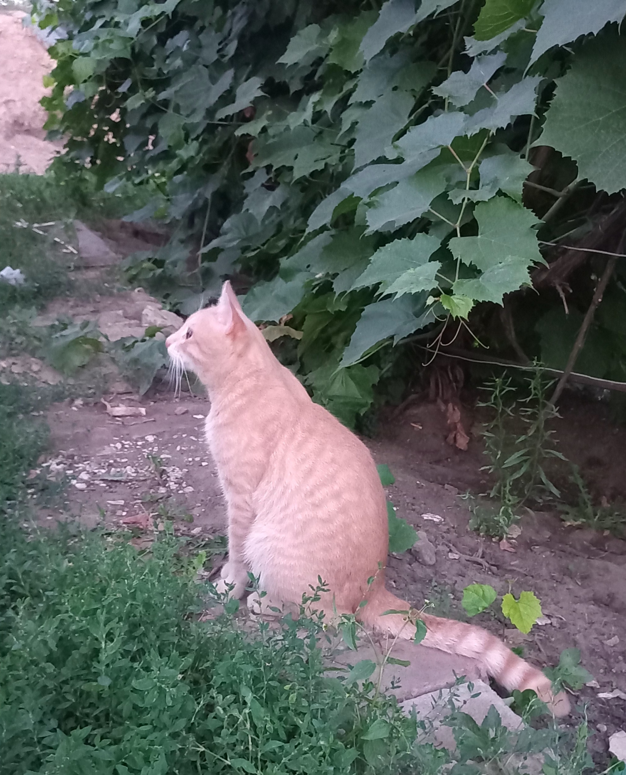 cats - My, cat, Village, beauty, friendship, Pets, Summer