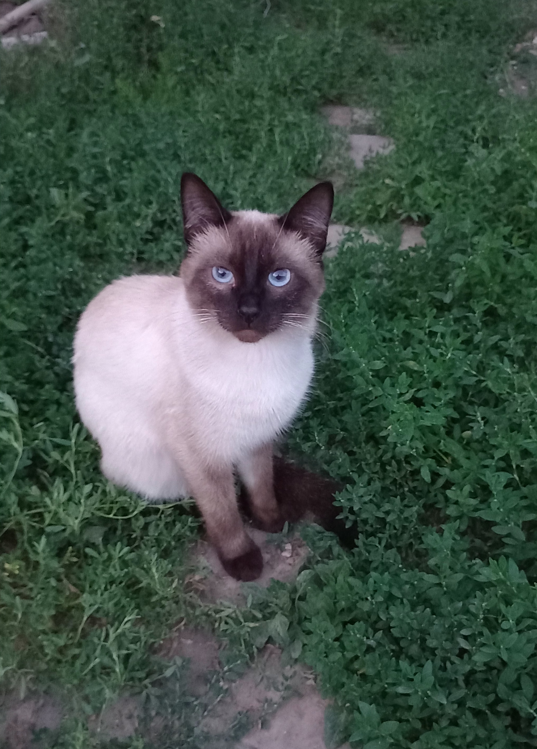 cats - My, cat, Village, beauty, friendship, Pets, Summer