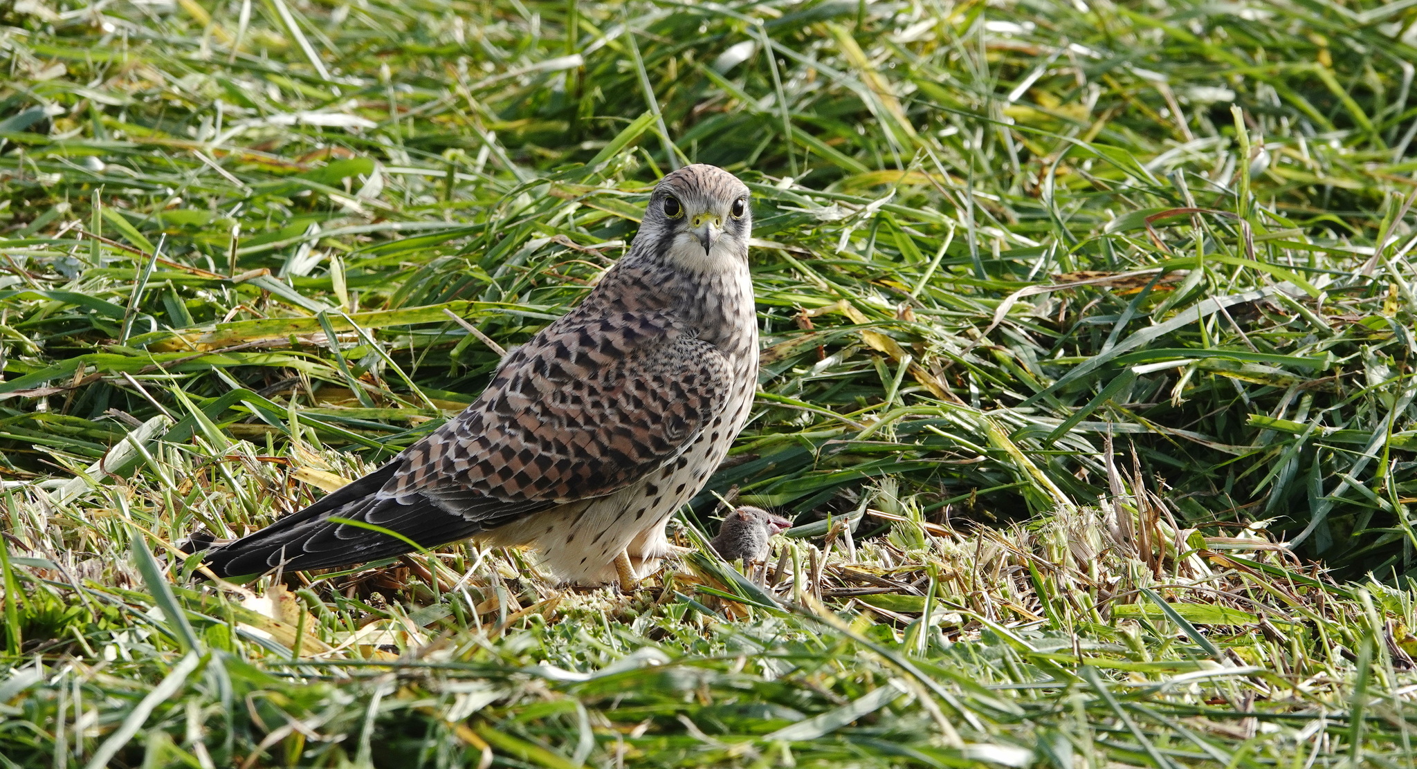 Kestrel caught a mouse and was going to have lunch - My, Netherlands (Holland), The photo, Nature, Birds