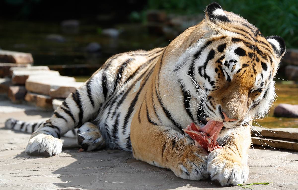 Doesn't listen and eat - Pet the cat, The photo, Cat family, Tiger, Moscow Zoo, Predatory animals