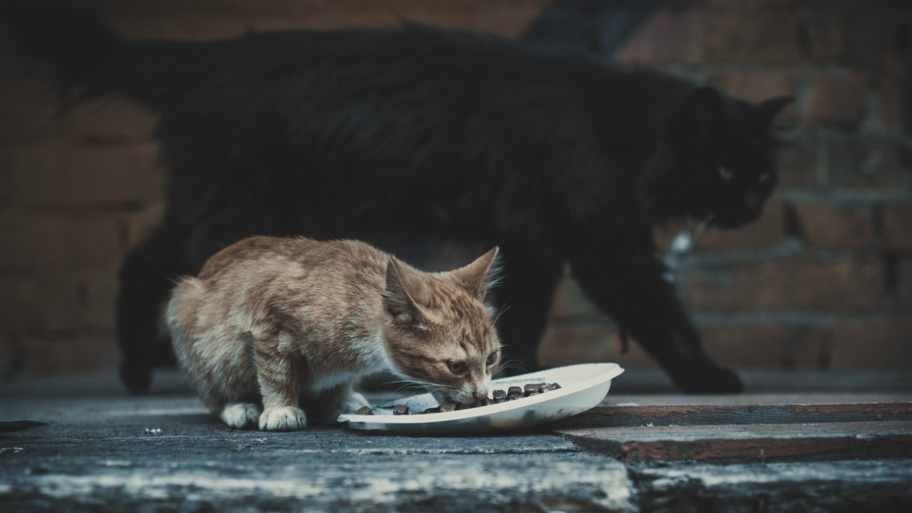 cats - My, The photo, cat, Black cat, Kittens, Street photography, Homeless animals