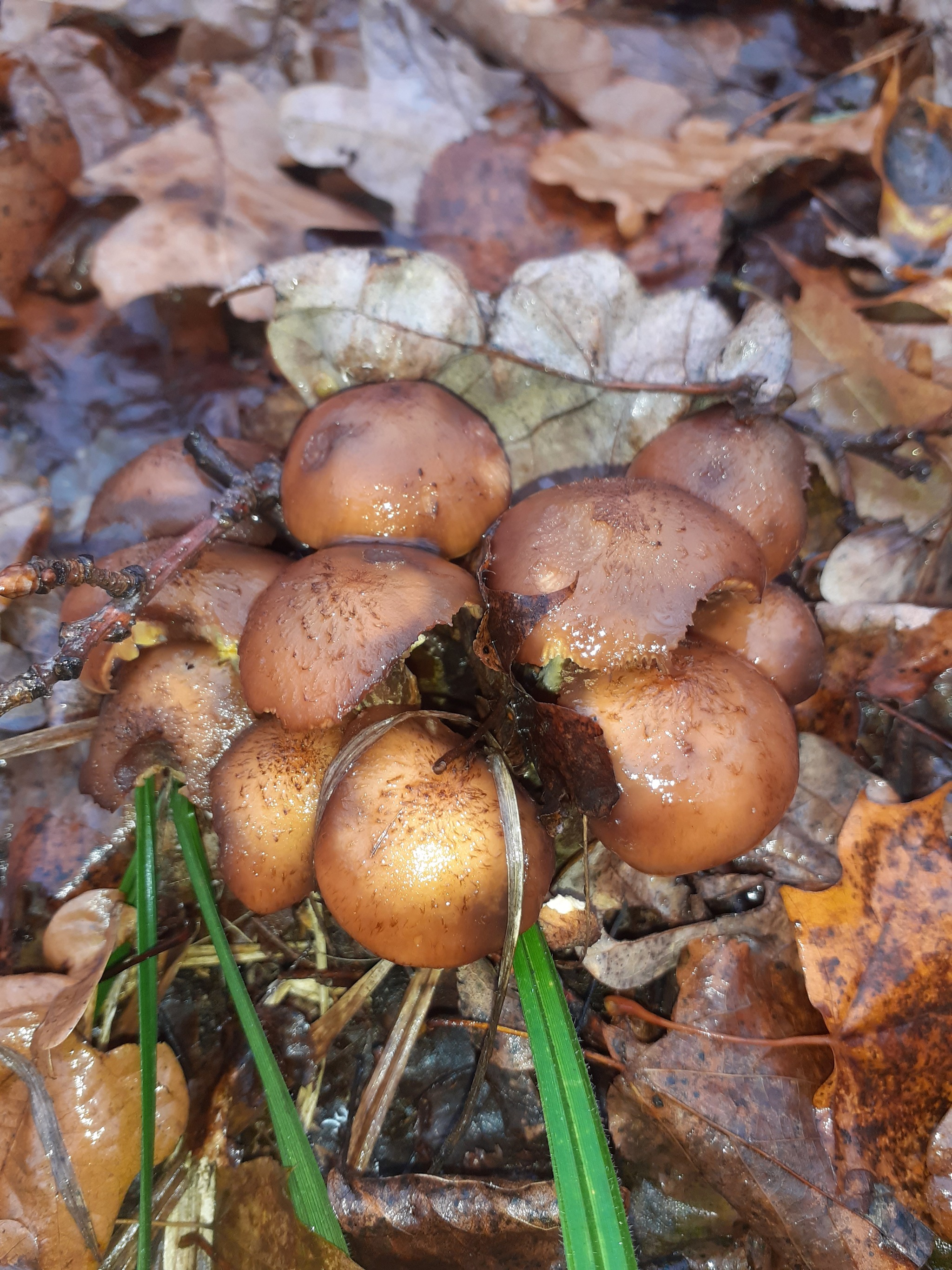 Closing of the mushroom season. Samara Region - My, Samarskaya luka, Honey mushrooms, Longpost