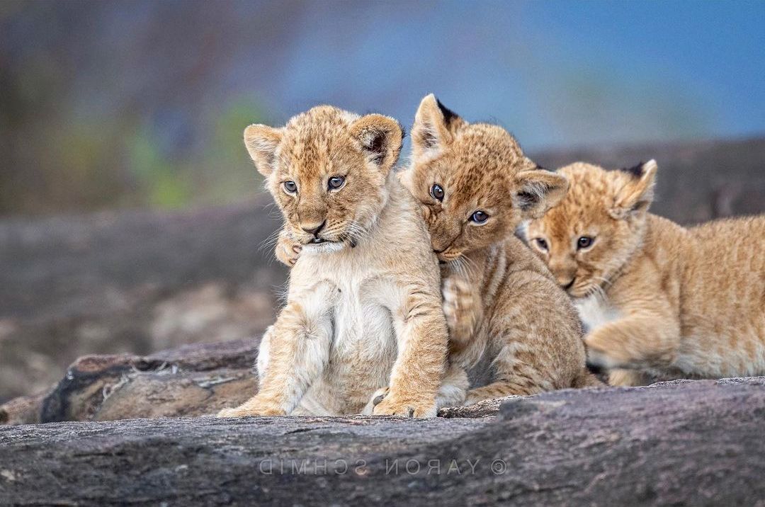 Waiting for mom - a lion, Rare view, Big cats, Cat family, Mammals, Animals, Wild animals, wildlife, Nature, Reserves and sanctuaries, Masai Mara, Africa, The photo, Lion cubs