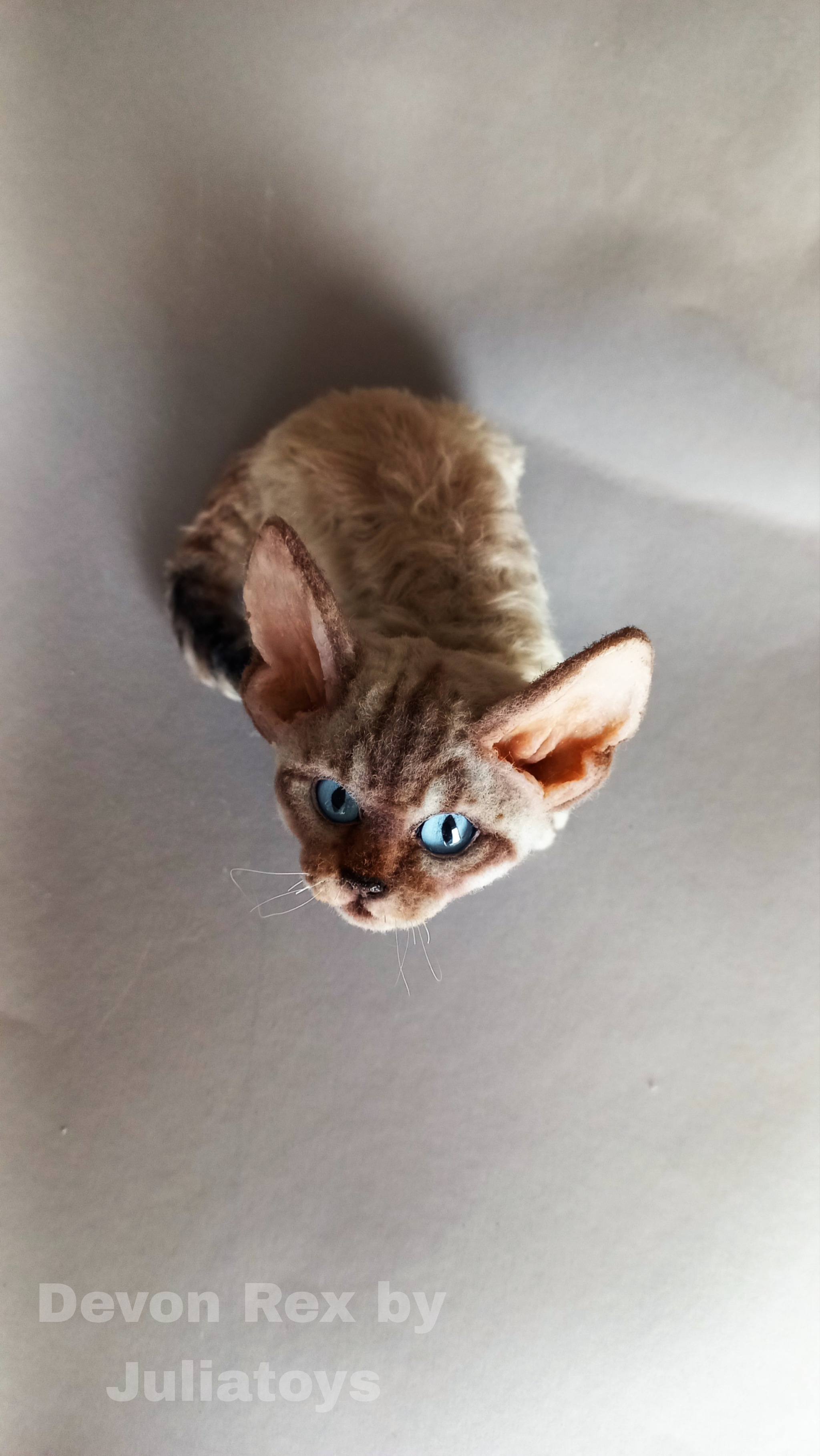 Life size Devon Rex kitten - My, Author's toy, Handmade, Friday tag is mine, Devon Rex, Kittens, Pet the cat, cat, Soft toy, Hobby, Interior toy, Frame toy, not a toy, Milota, Exotic animals, Pets, Dear friend, Joy, Animals, Portrait doll, Longpost