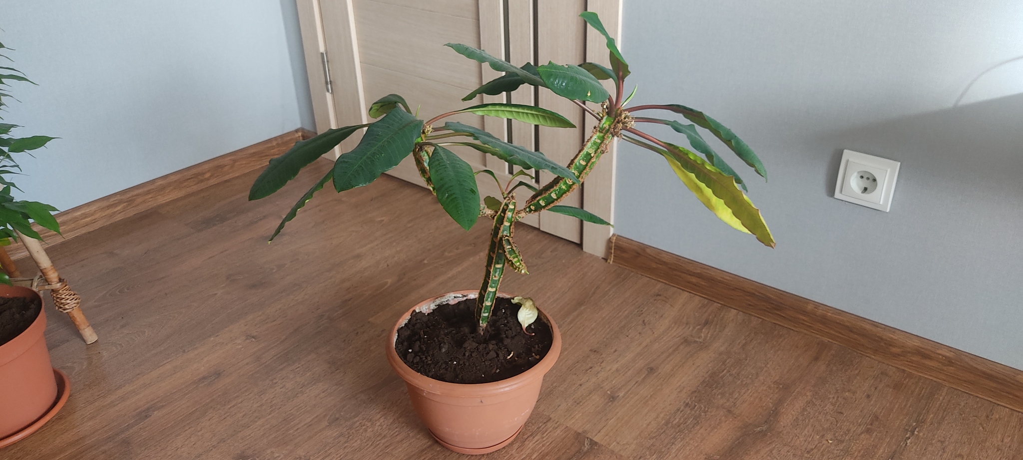 What plant? - My, Houseplants, Plants, Looking for a name, What kind of plant