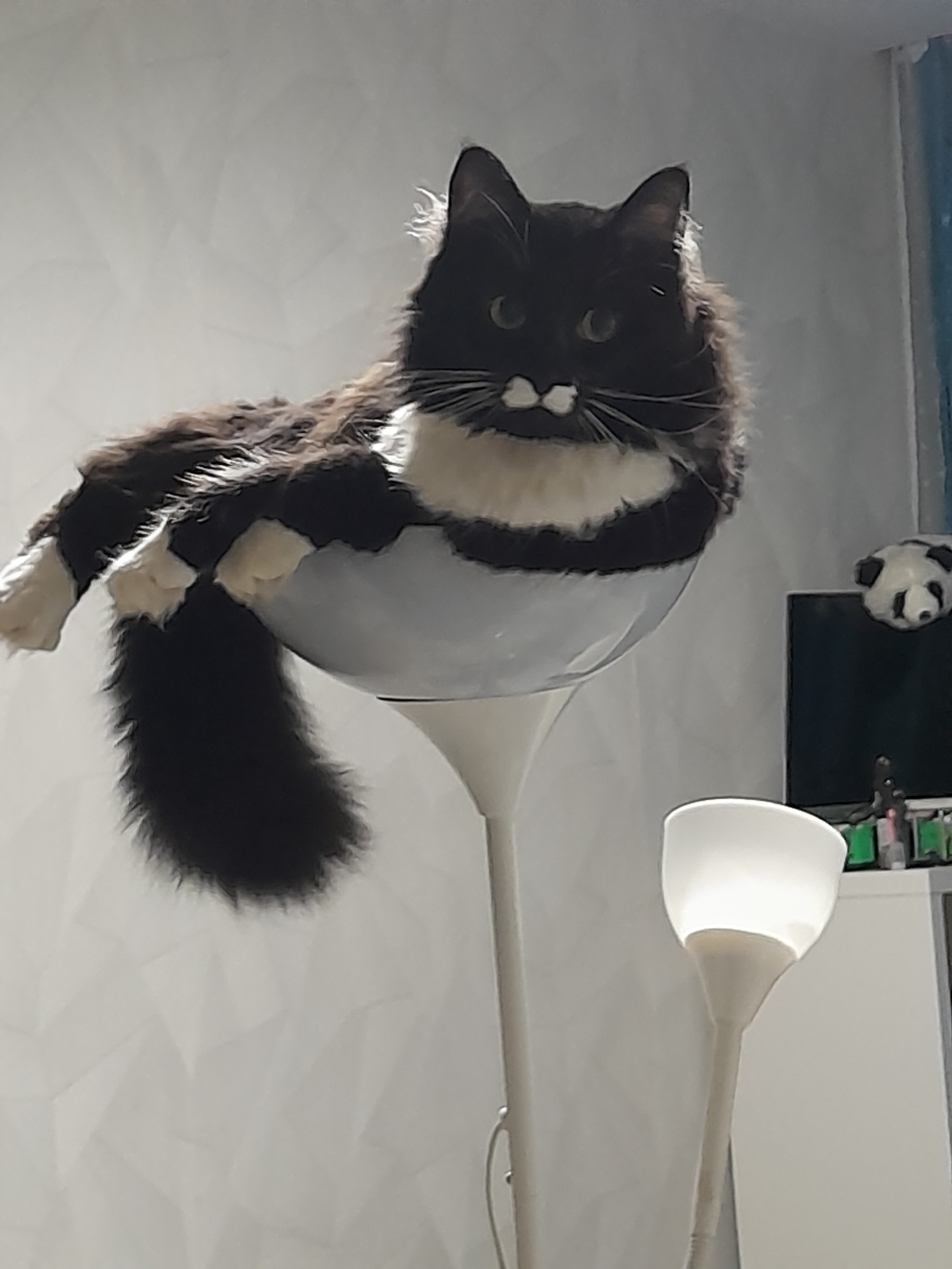 Cat in a floor lamp. cat lamp - cat, Black cat