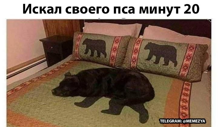 Disguised - Picture with text, Dog, Disguise, A blanket, Repeat, The Bears